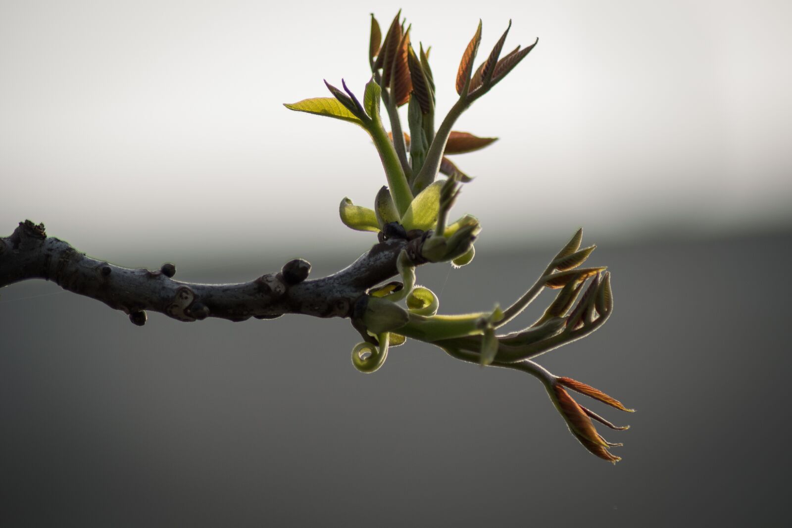Nikon D3300 sample photo. Nature, tree, branch photography