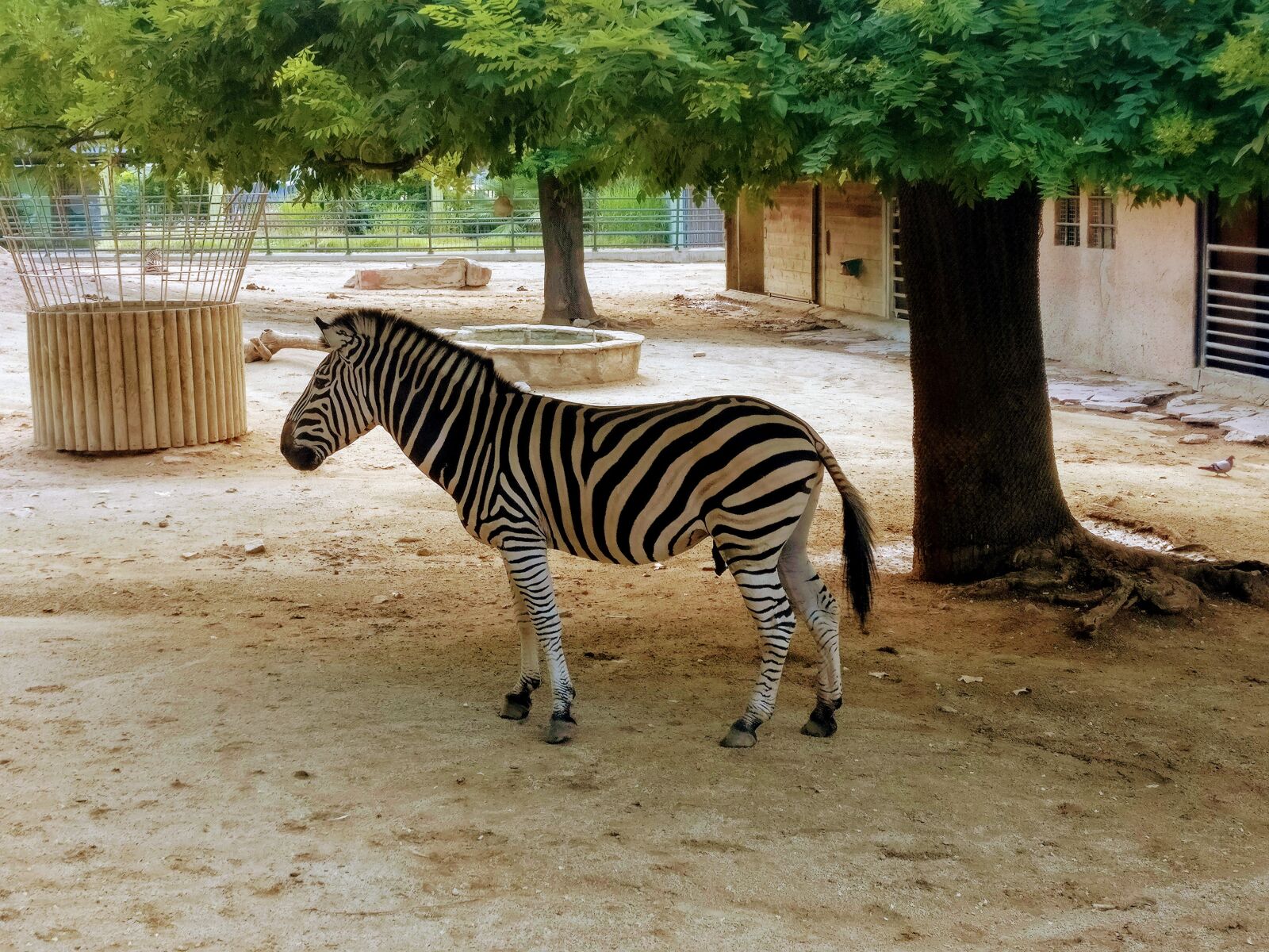 OnePlus A3003 sample photo. Zebra, zoo, africa photography