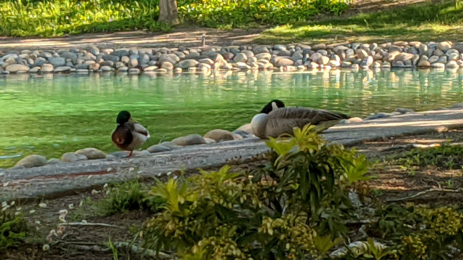 Google Pixel 2 sample photo. Canadian geese, pond, resting photography