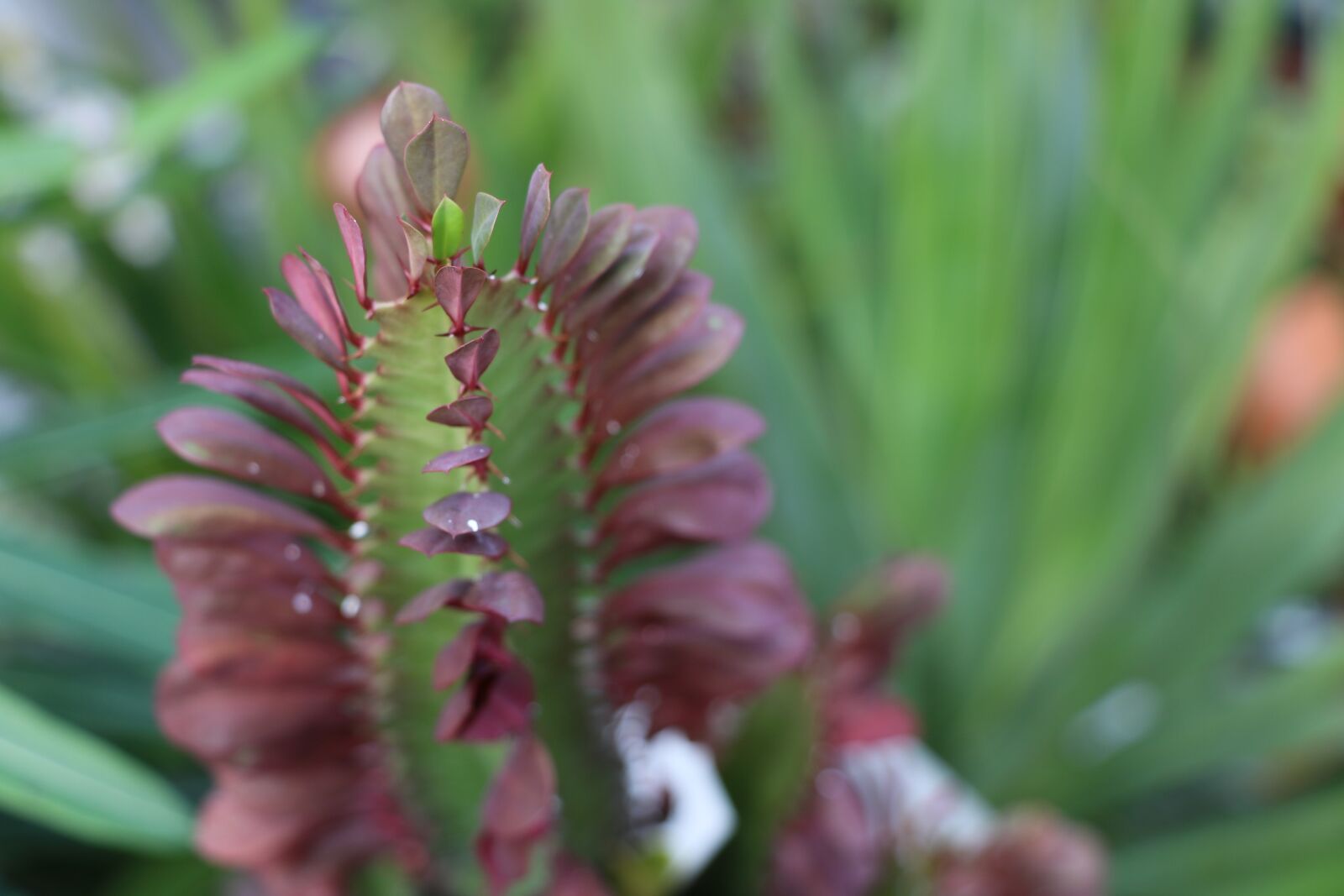 Canon EOS 750D (EOS Rebel T6i / EOS Kiss X8i) sample photo. Plant, flower, nature photography
