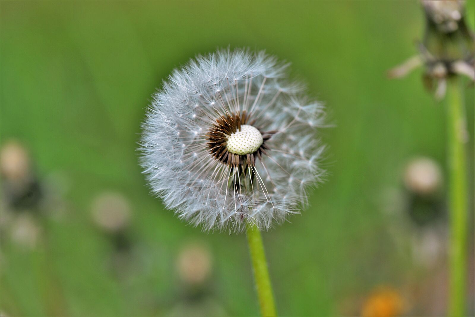Nikon D610 sample photo. Dandelion, nature, plant photography