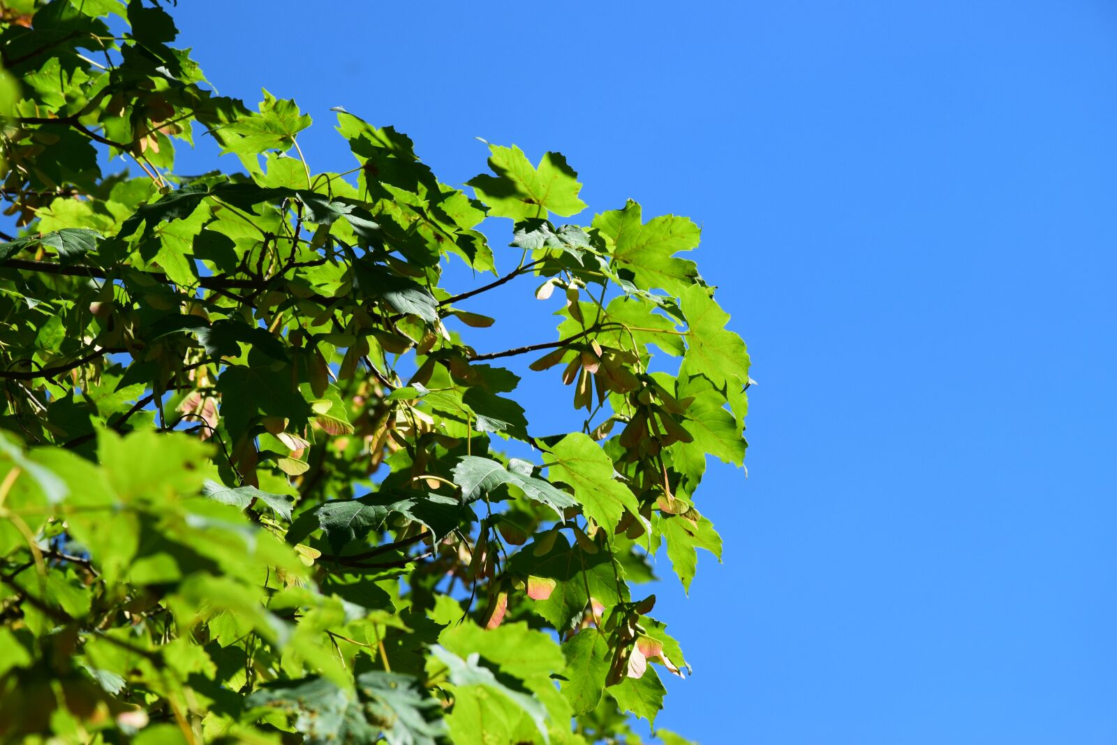 Nikon D3300 sample photo. Nature, green, forest photography