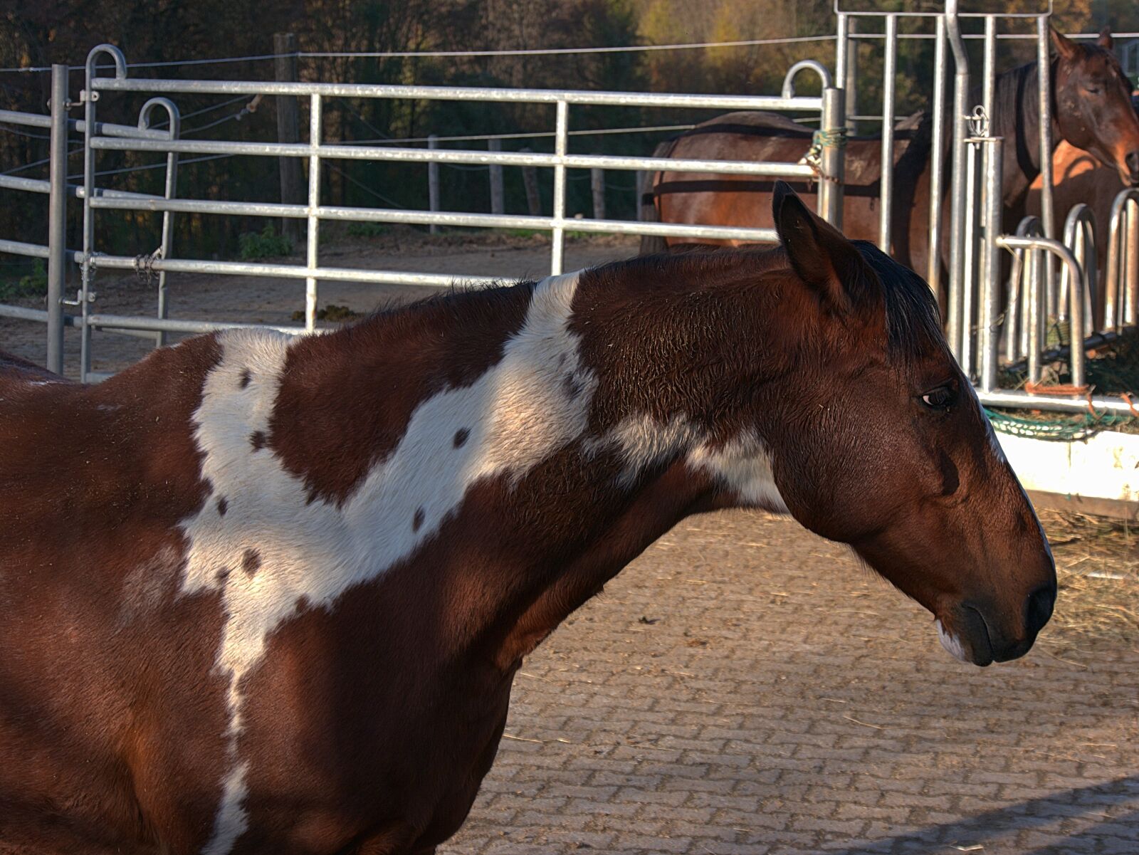 Panasonic Lumix DMC-G6 sample photo. Horse, reitstall, farm photography