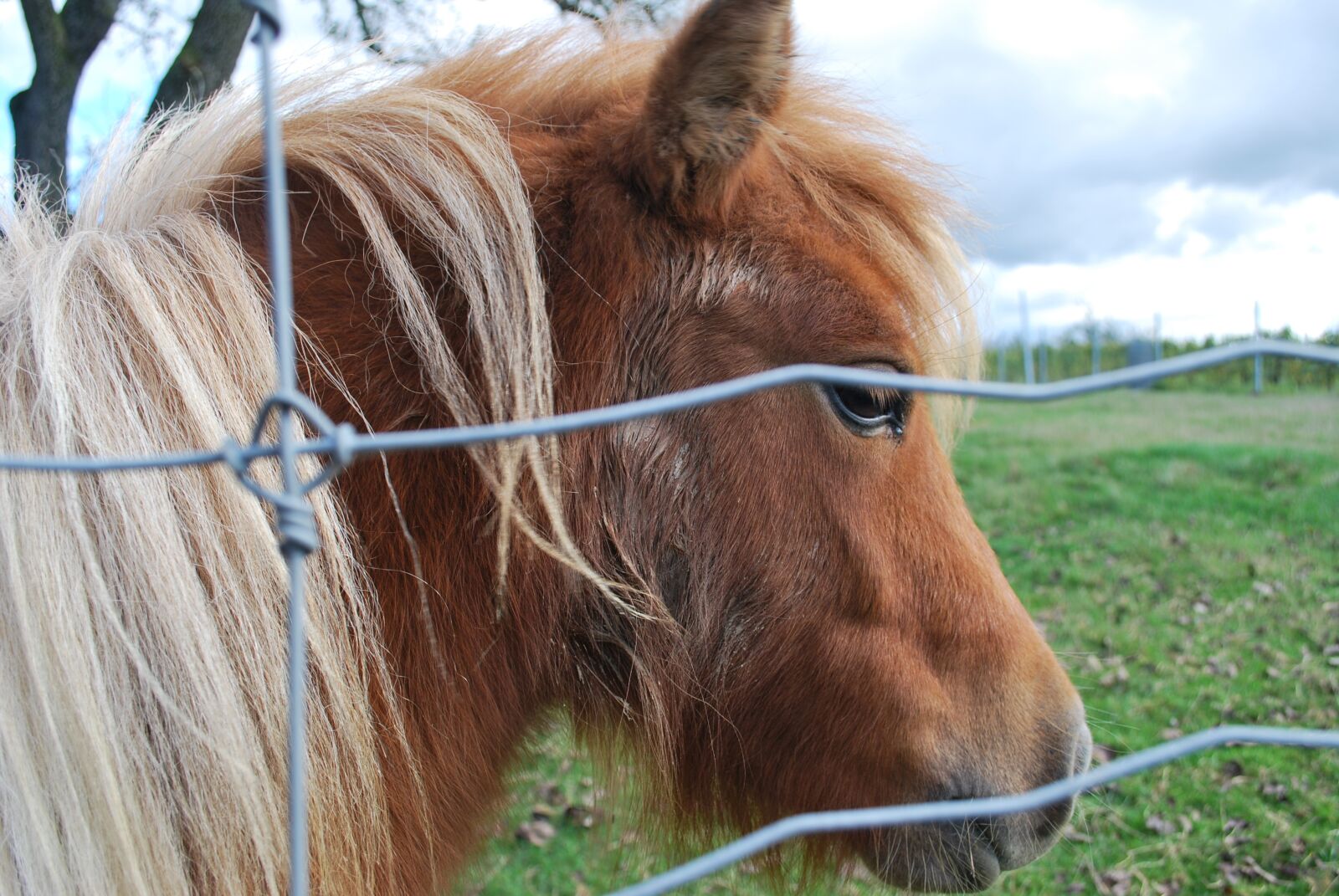 Nikon D60 sample photo. Mini pony, horse, nature photography