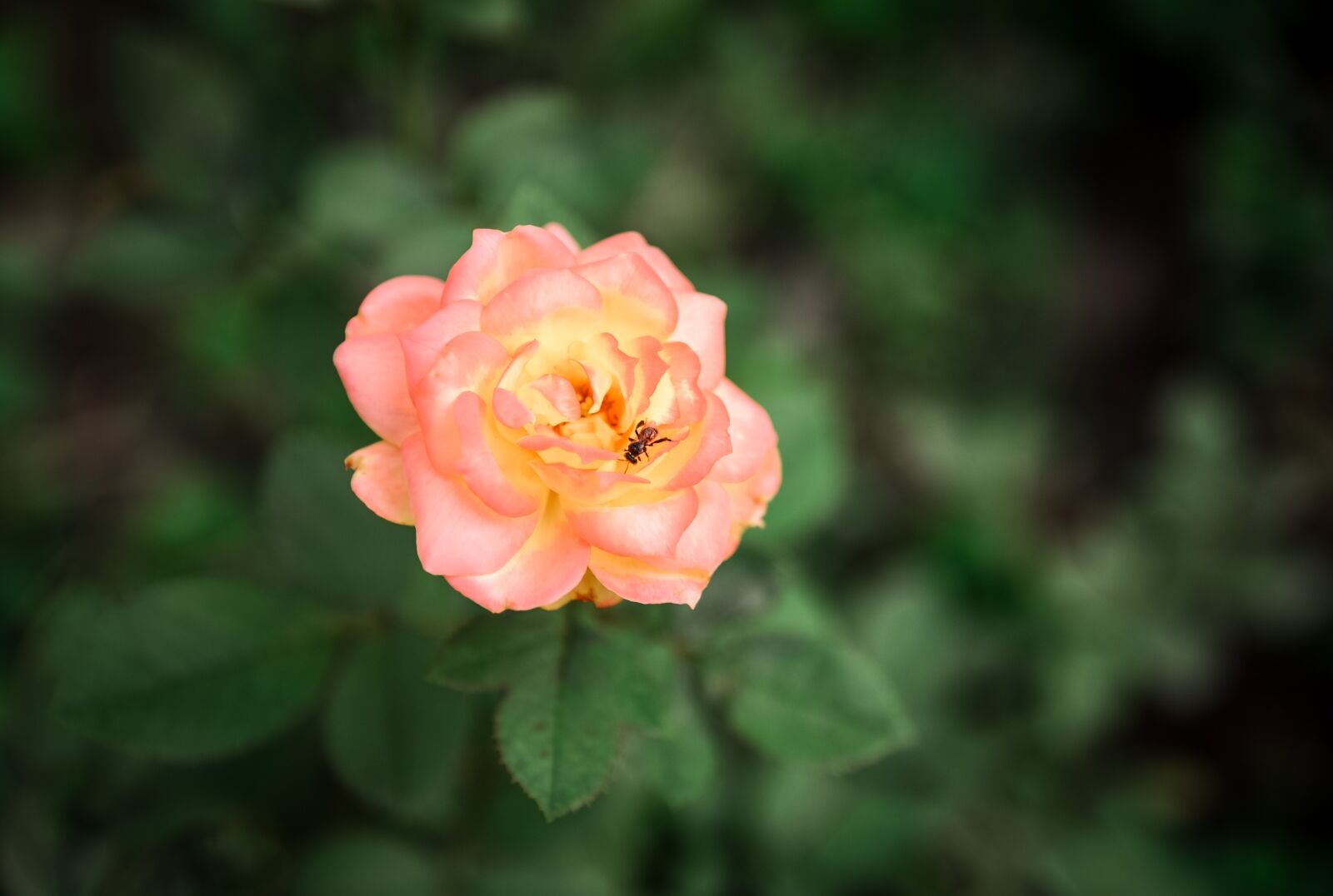 Nikon D7100 sample photo. Flowers, roses, nature photography