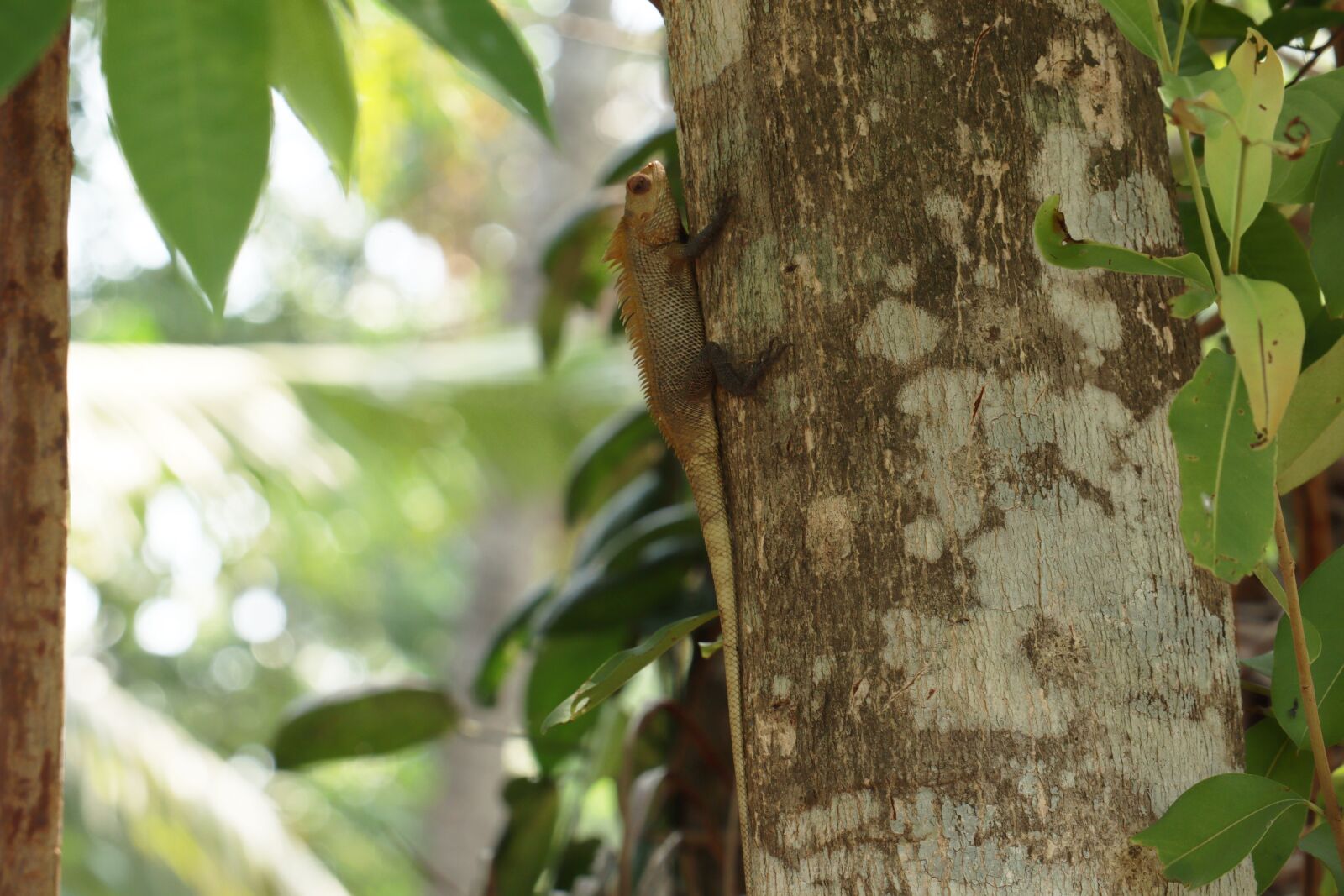 Canon EOS 250D (EOS Rebel SL3 / EOS Kiss X10 / EOS 200D II) sample photo. Chameleon, kerala, tree photography