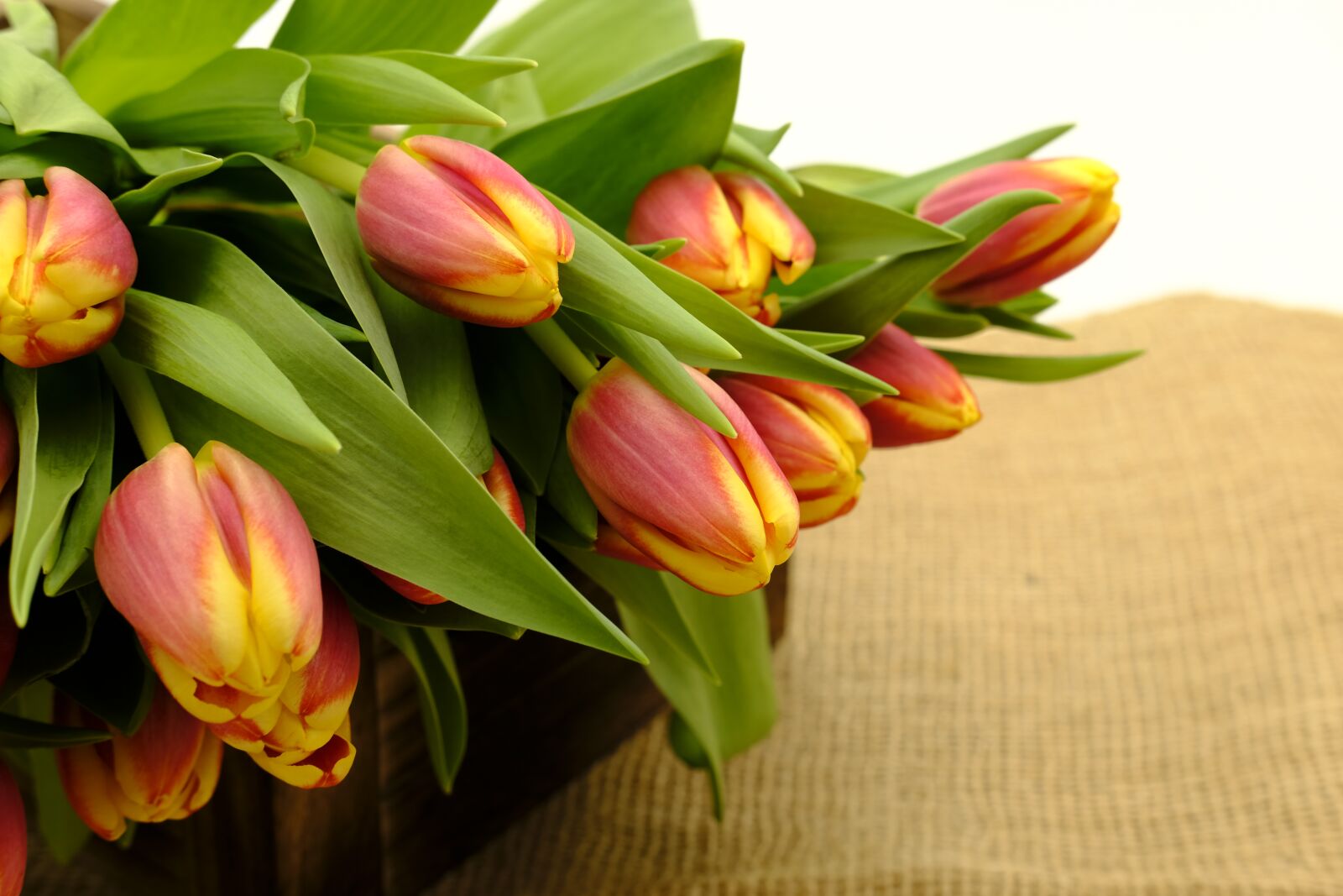Fujifilm X-T2 + Fujifilm XF 35mm F2 R WR sample photo. Bouquet, tulip bouquet, tulips photography