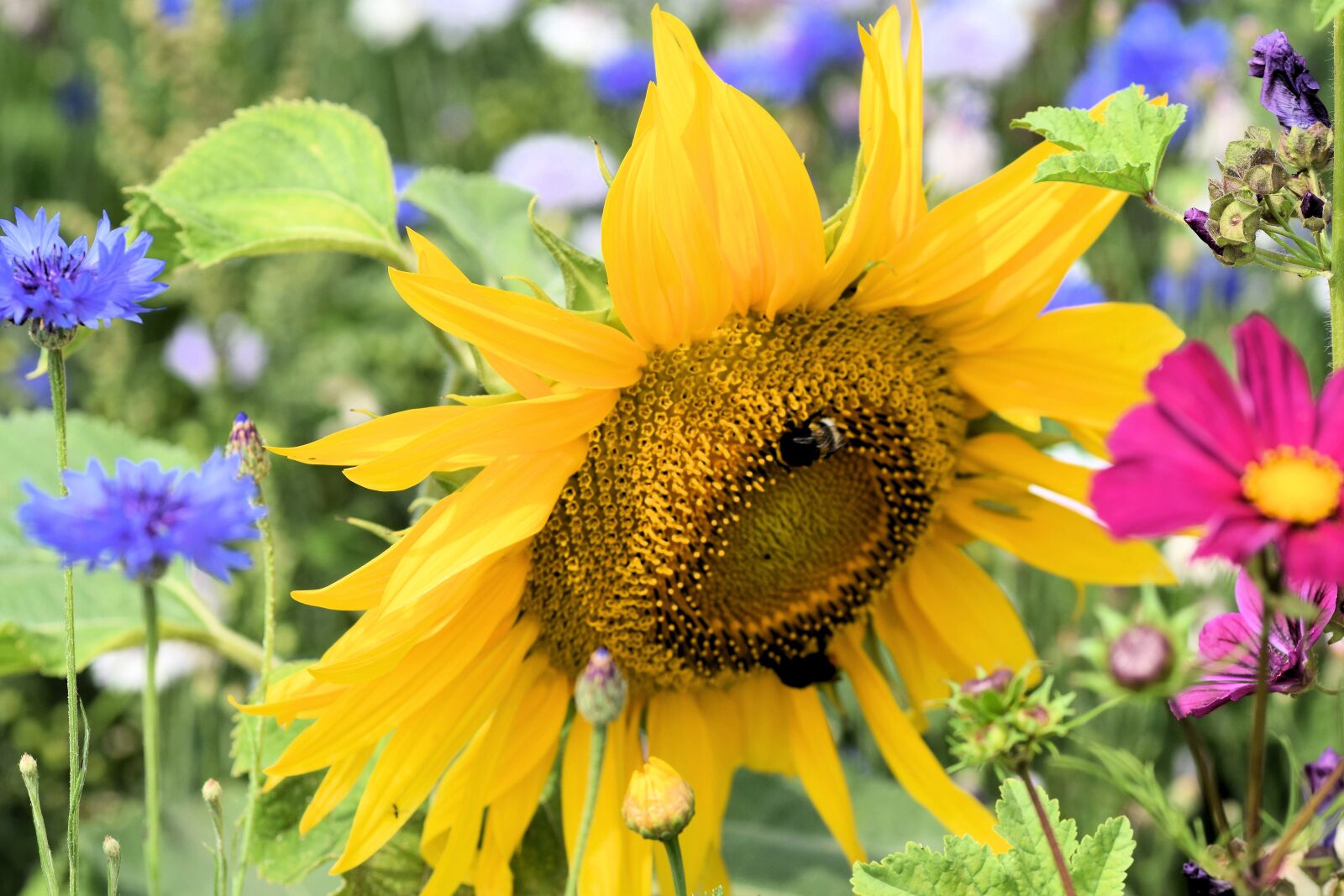 Nikon D5300 sample photo. Sunflower, flower, summer photography