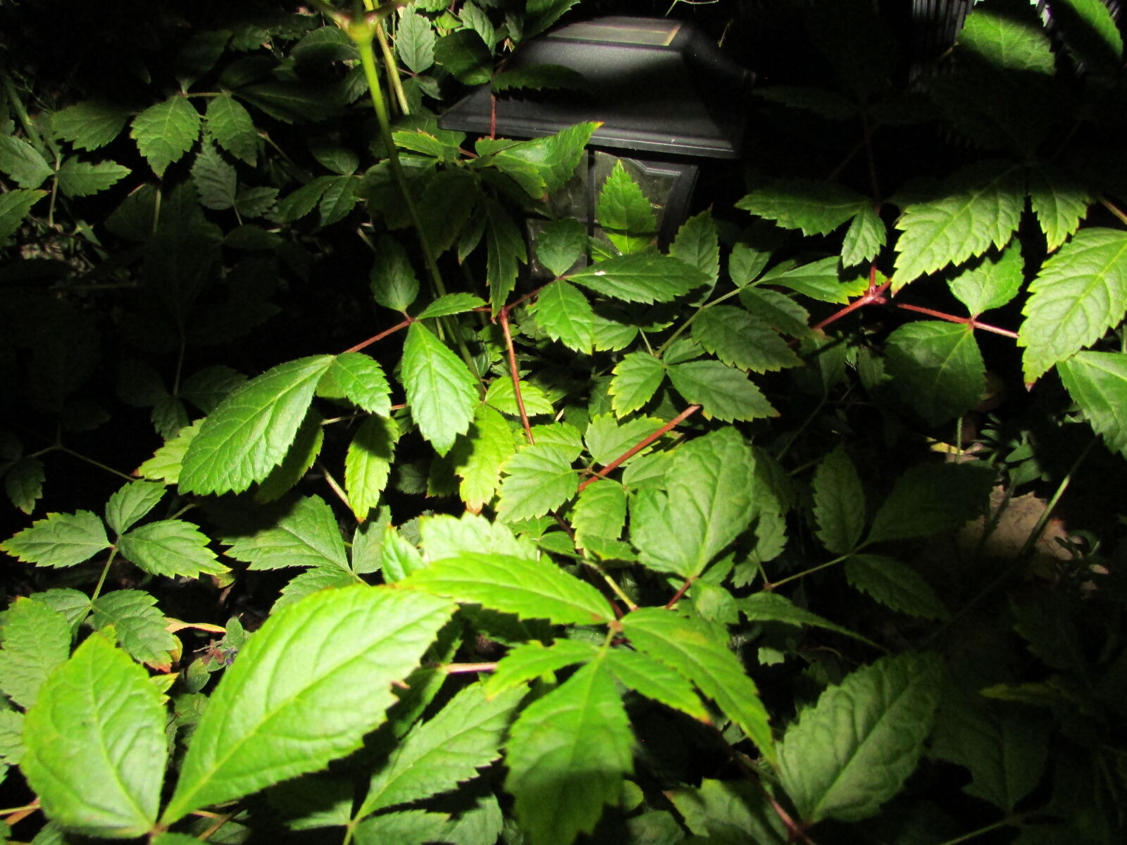 Canon PowerShot SX500 IS sample photo
