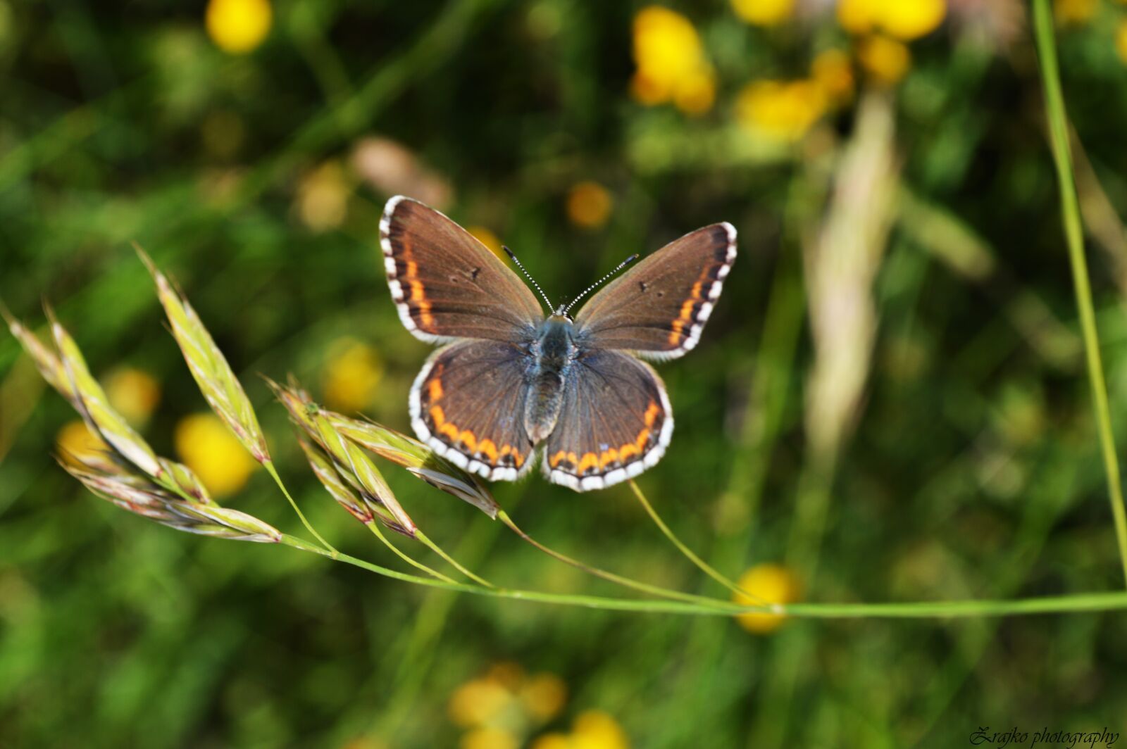 Nikon D3200 sample photo. Butterfly, insect, nature photography