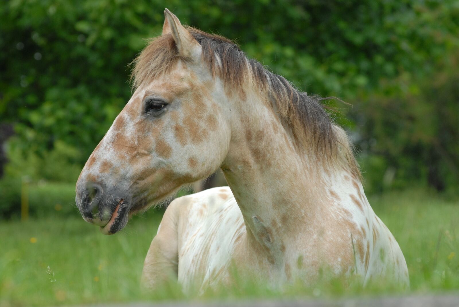 Nikon D200 sample photo. Horses, colts, animals photography
