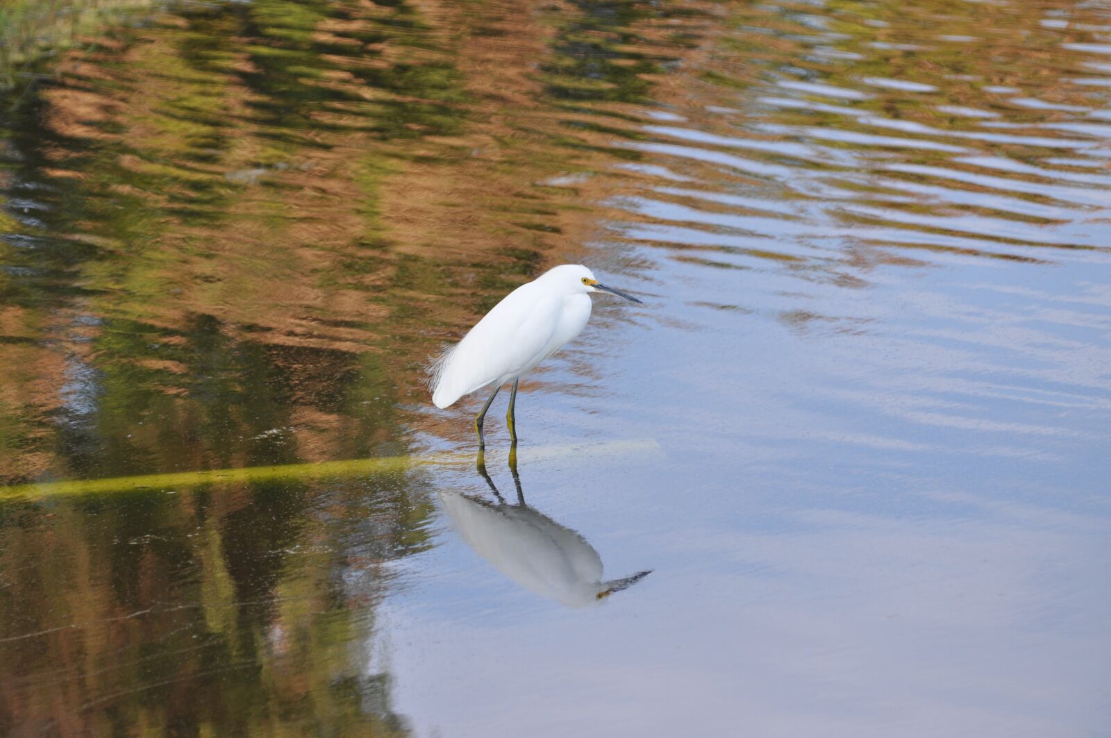 Nikon D90 sample photo. Bird, nature, wildlife photography