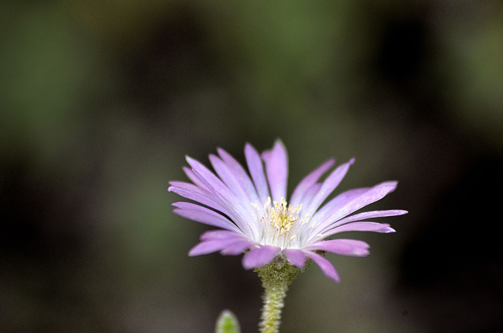 Nikon D5100 sample photo. Flower, spring, pink photography