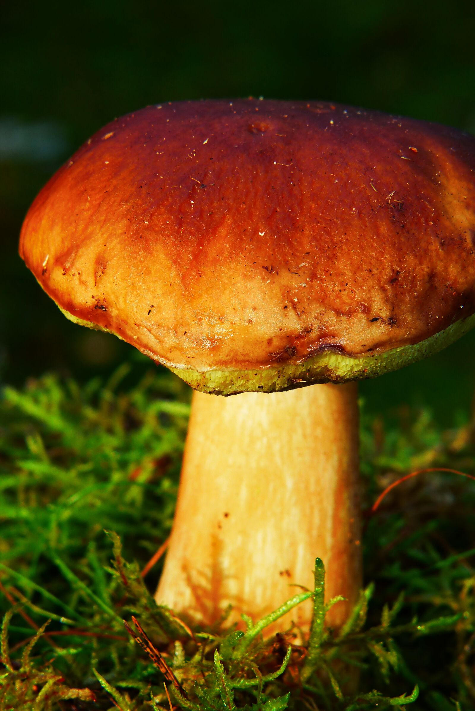 Panasonic Lumix DMC-FZ200 sample photo. Boletus edulis, mushroom, hat photography