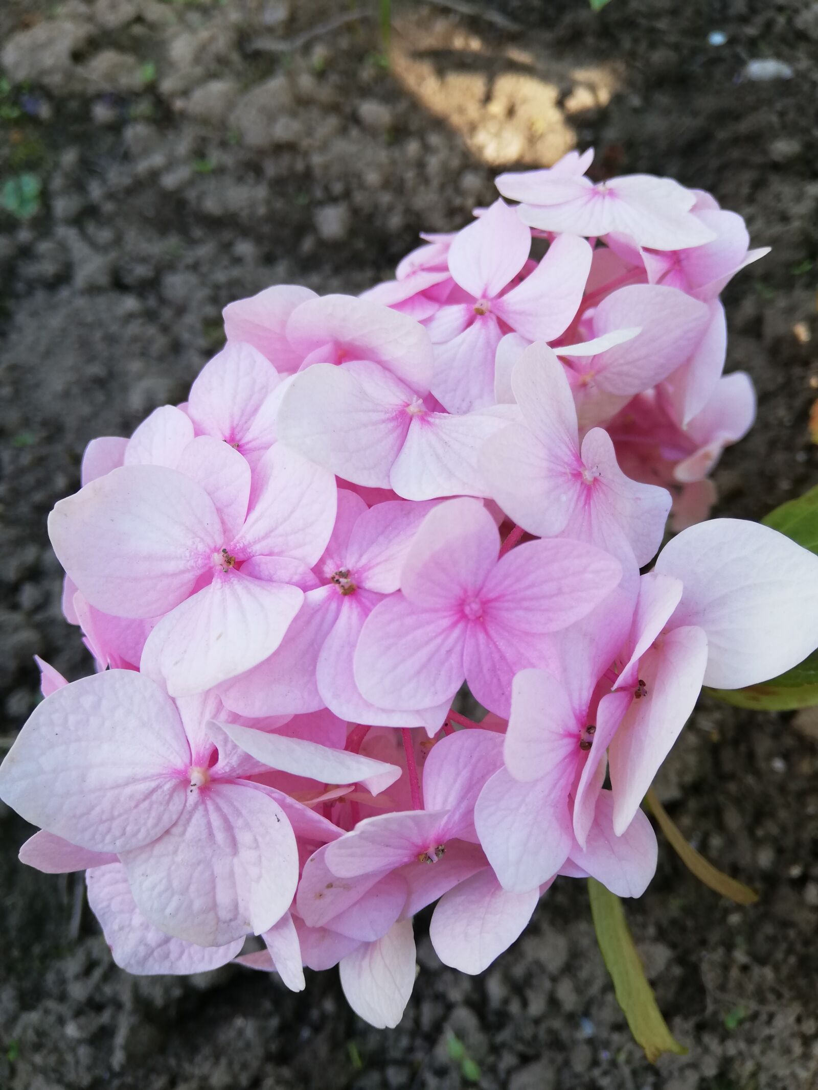 HUAWEI P20 lite sample photo. Flower, hydrangea, pink photography