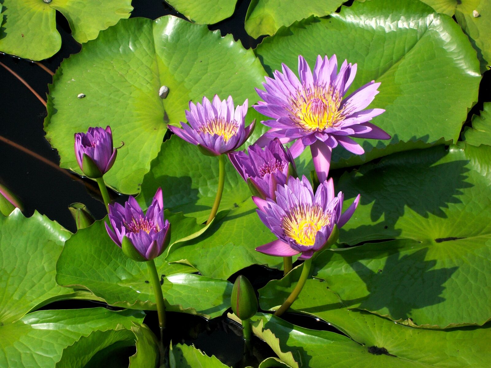 Kodak EASYSHARE C1013 DIGITAL CAMERA sample photo. Nymphaeaceae, nymphaea, flower photography