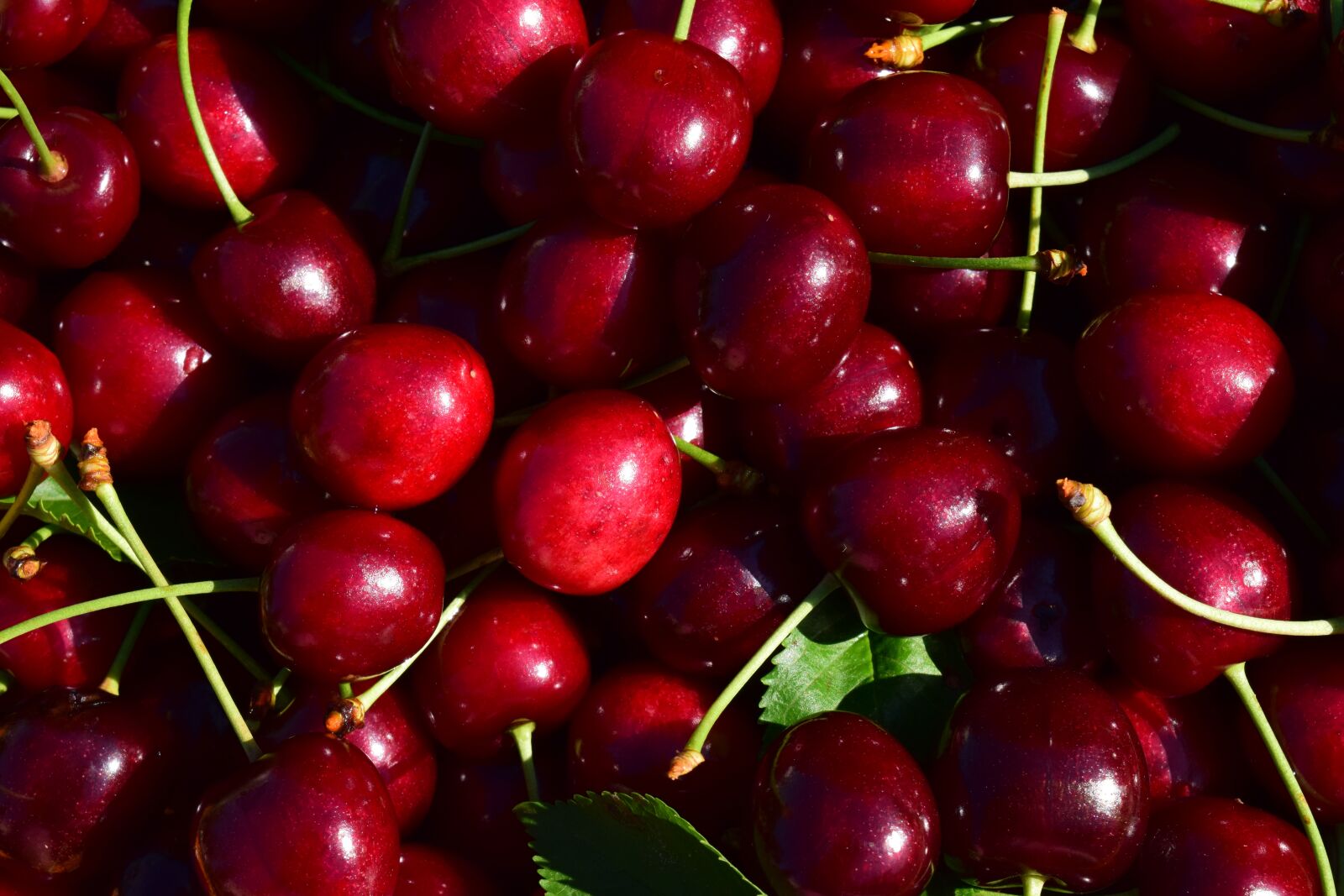 Nikon D3300 sample photo. Cherries, close up, nature photography