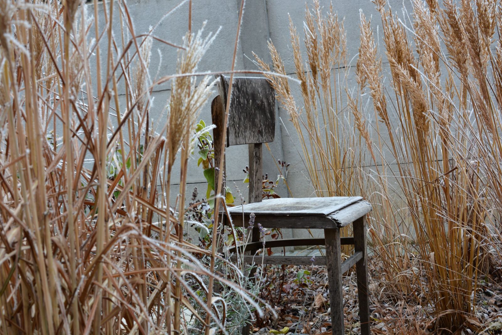 Nikon D5200 sample photo. Winter, chair, frost photography