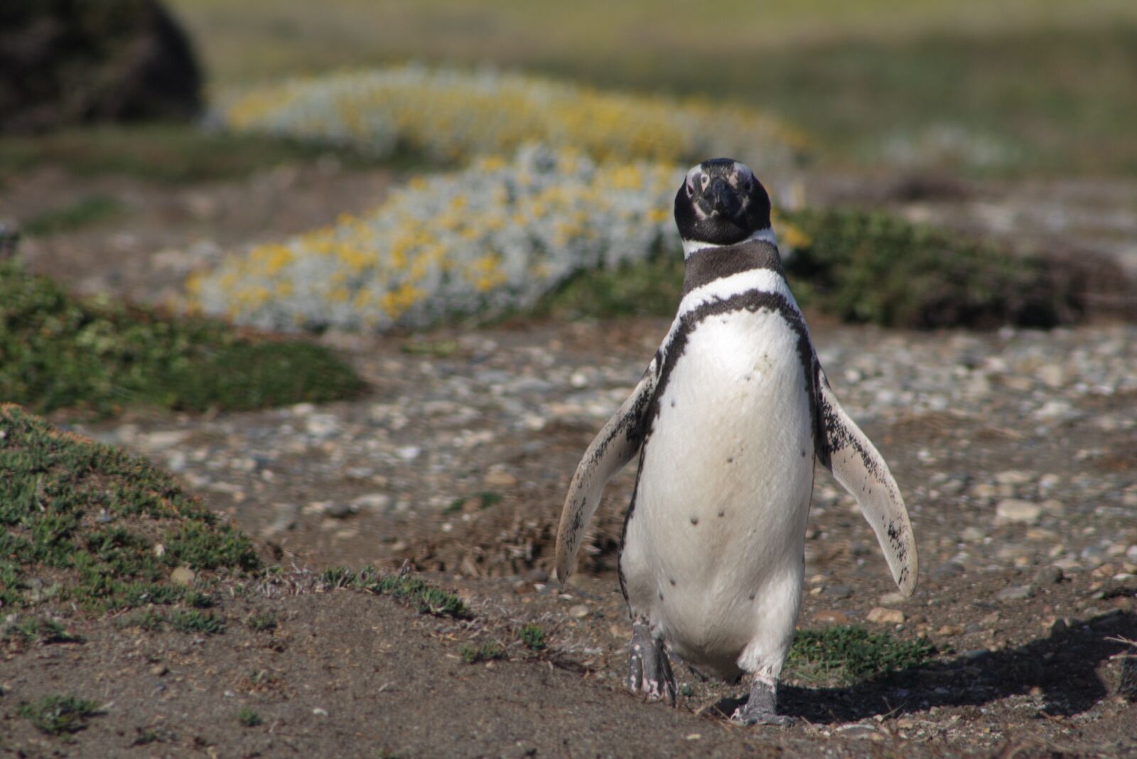 Canon EOS 1000D (EOS Digital Rebel XS / EOS Kiss F) sample photo. Penguin, south, patagonia photography