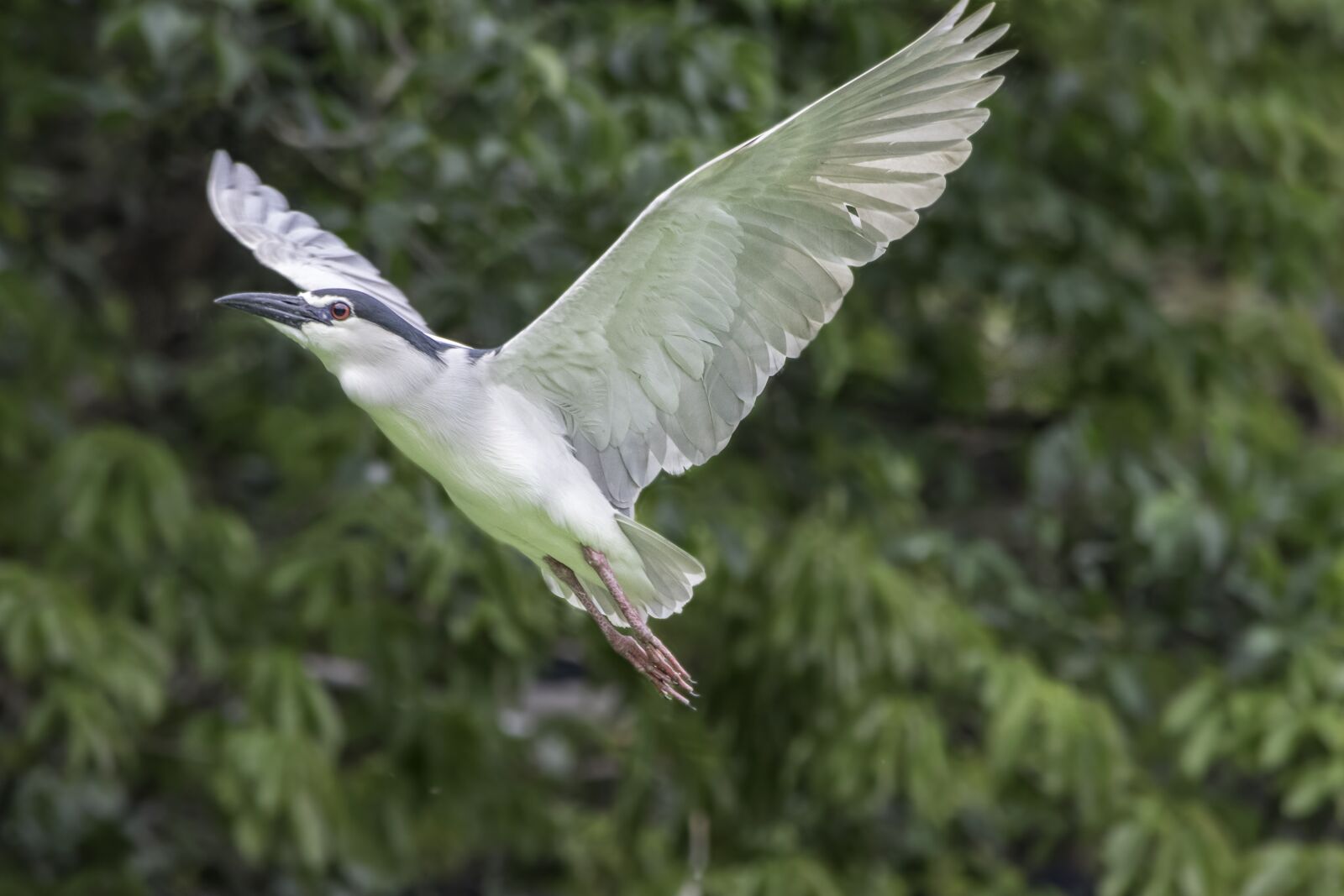 Nikon D5500 sample photo. Bird, nature, wildlife photography