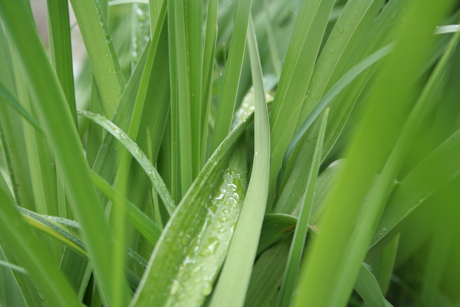 Canon EOS 350D (EOS Digital Rebel XT / EOS Kiss Digital N) sample photo. Grass, green, wet photography