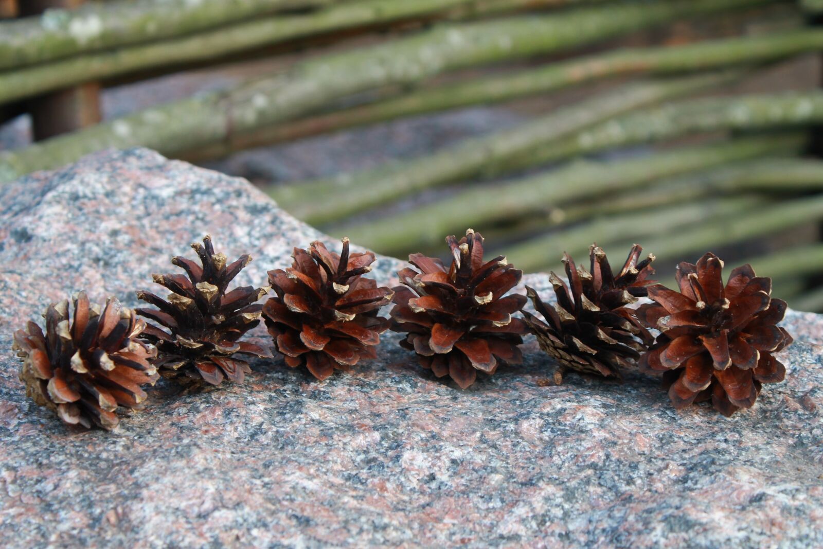Canon EOS 1100D (EOS Rebel T3 / EOS Kiss X50) sample photo. Cones, tree, stone photography