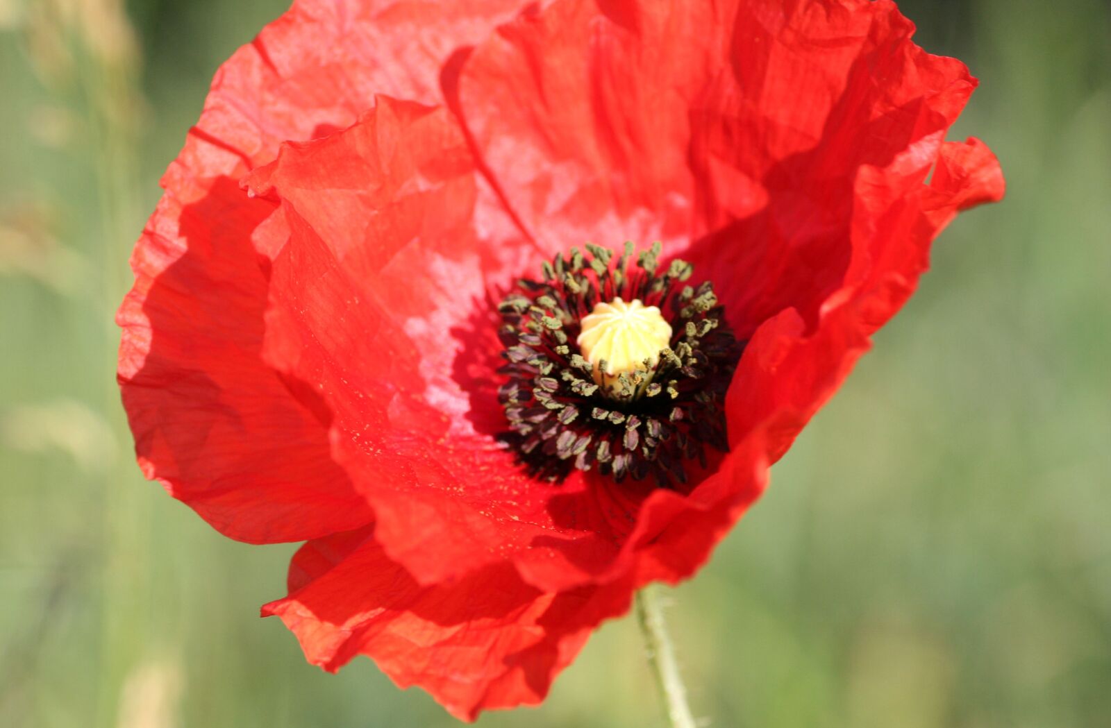 Canon EOS 350D (EOS Digital Rebel XT / EOS Kiss Digital N) sample photo. Flower, poppy, red photography