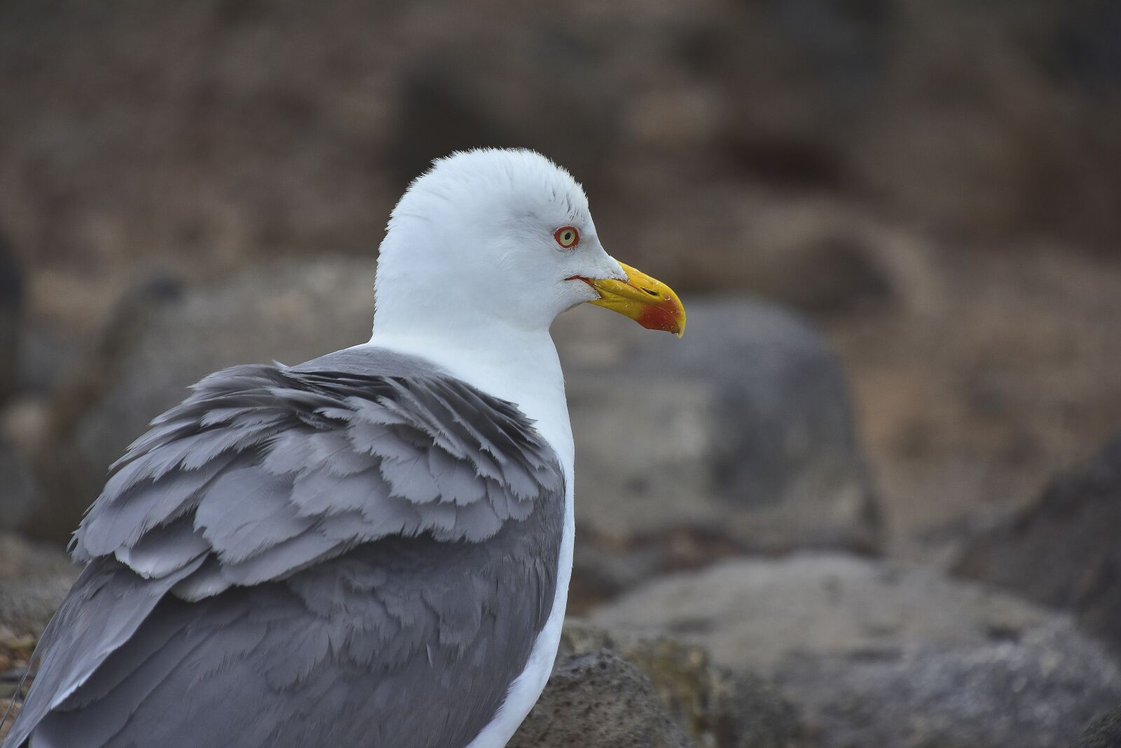 Nikon D7200 sample photo. Birds, seagull, nature photography