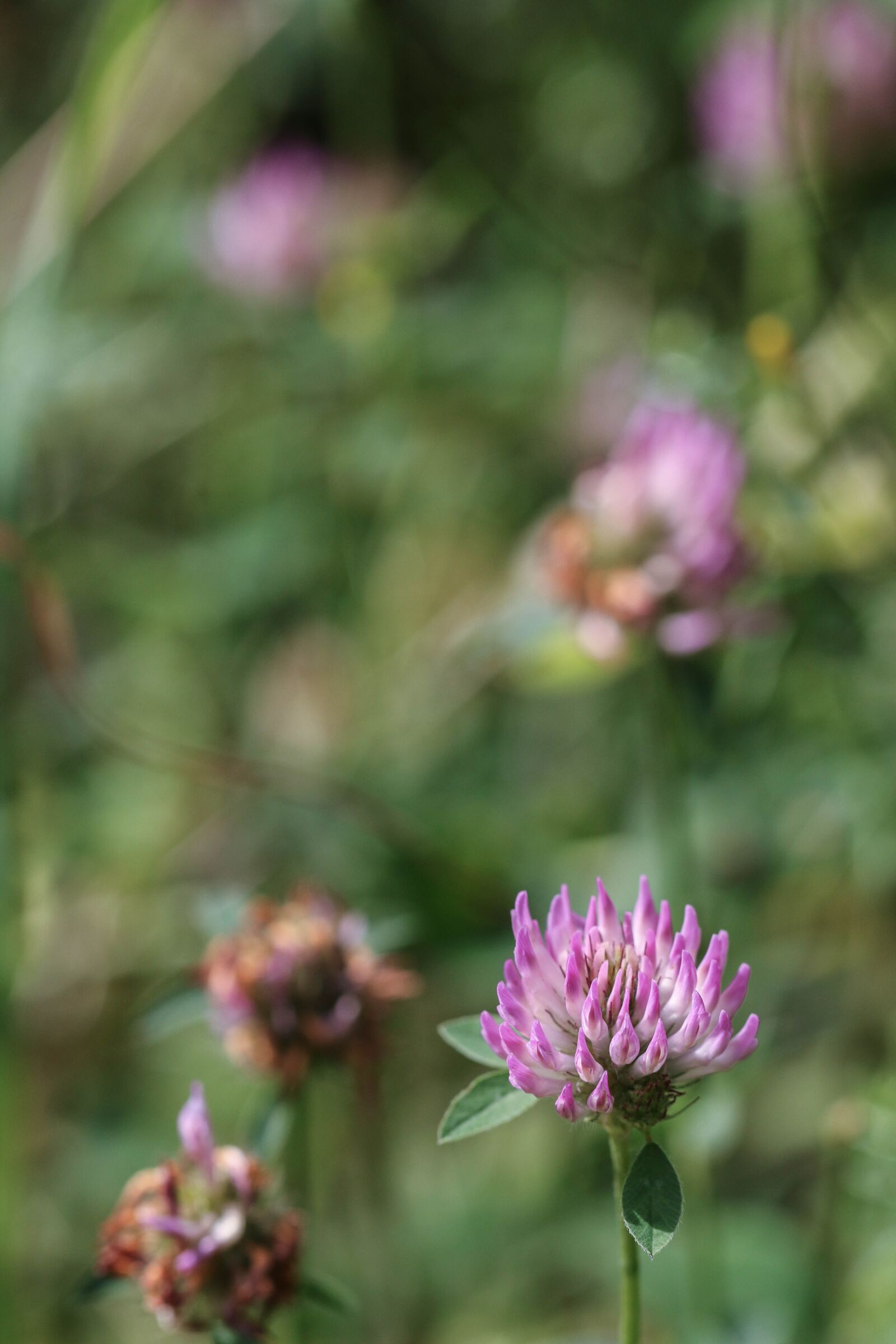 Canon EOS 7D Mark II sample photo. Flower, summer, nature photography