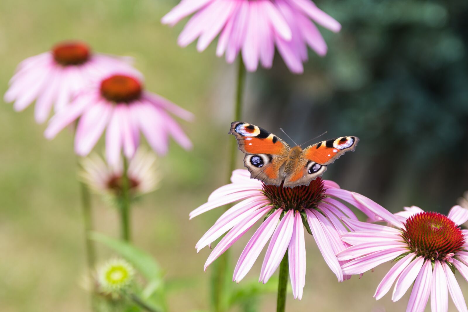 Sigma 17-50mm F2.8 EX DC HSM sample photo. Nature, flower, summer photography