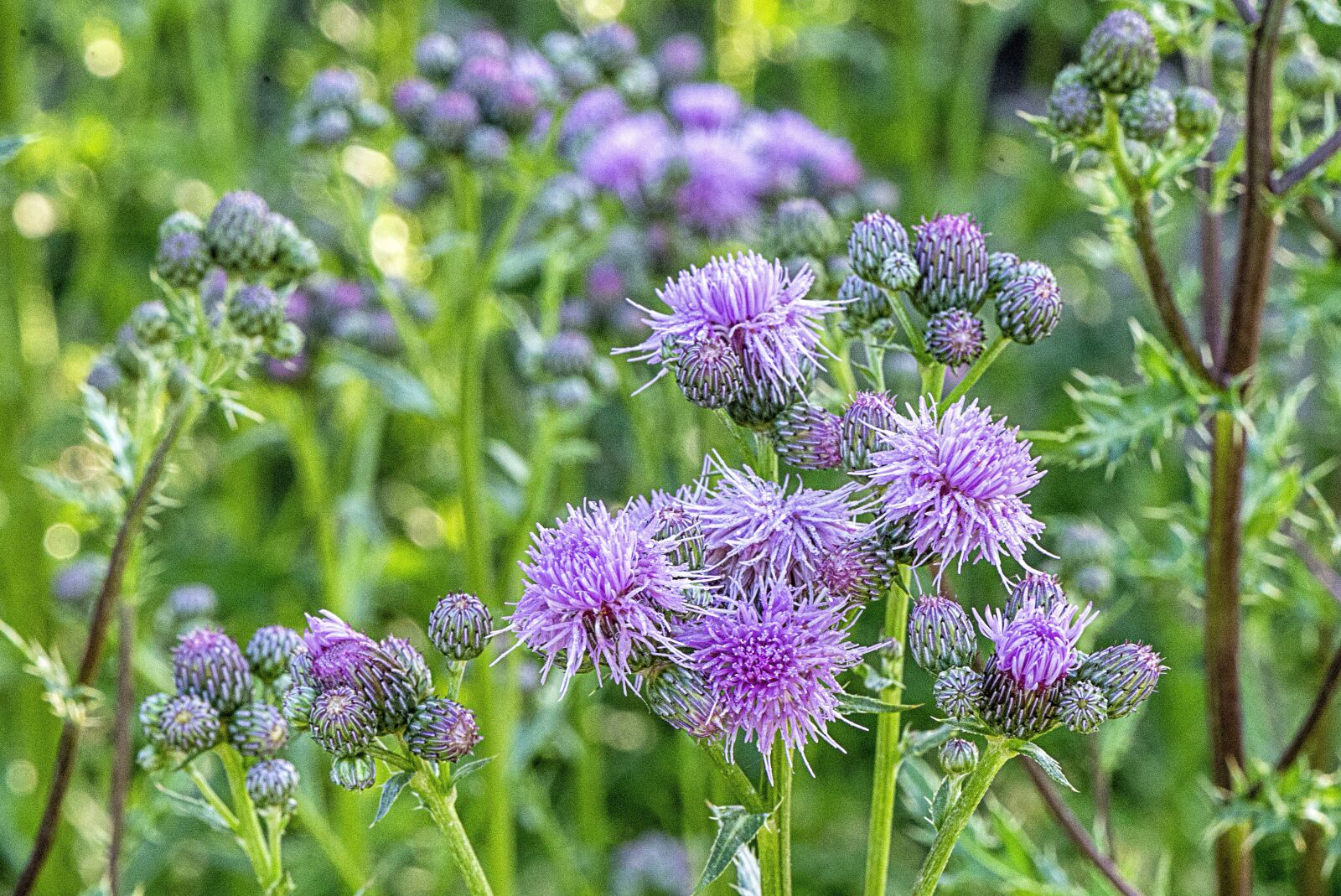Nikon D610 sample photo. Thistles, wild flower, blossom photography