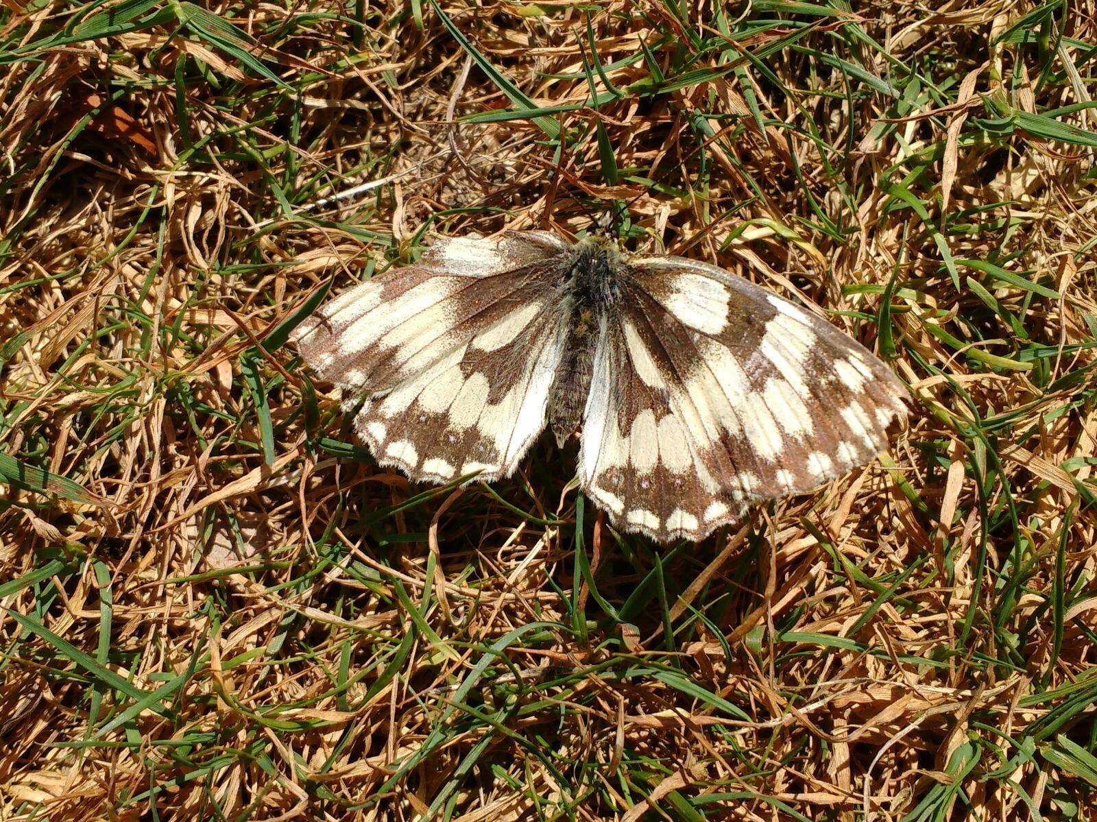 Motorola MotoG3 sample photo. Butterfly, marbled, white photography