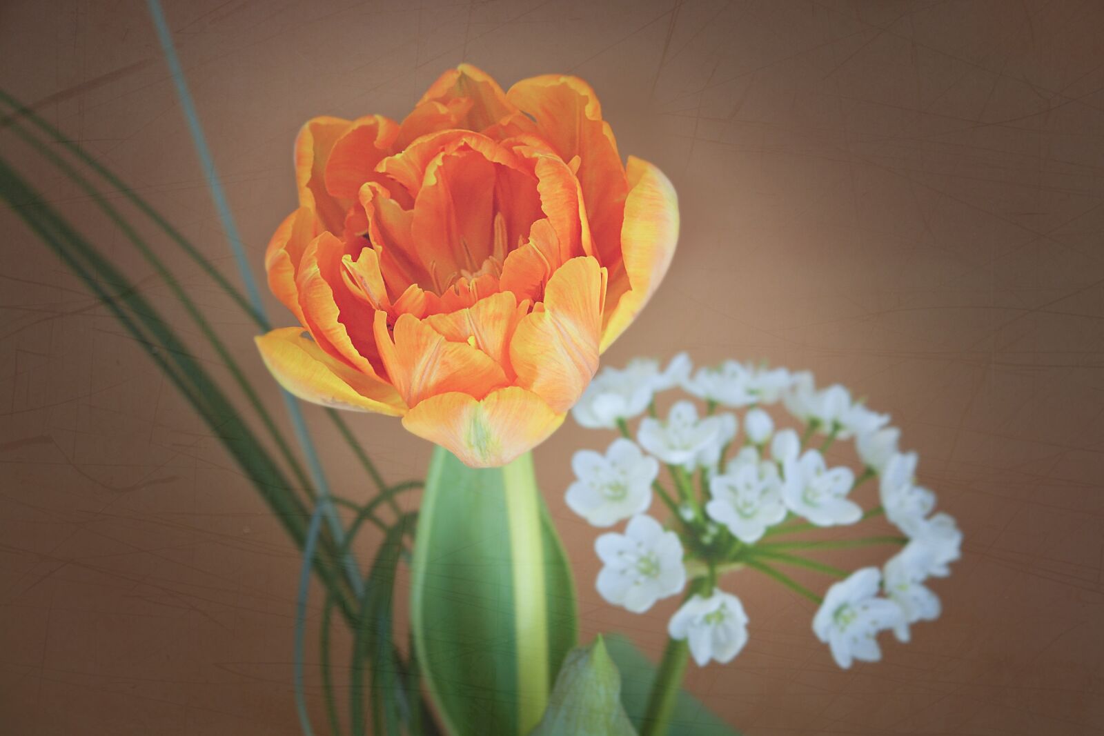 Nikon D7100 sample photo. Tulip, flower, blossom photography