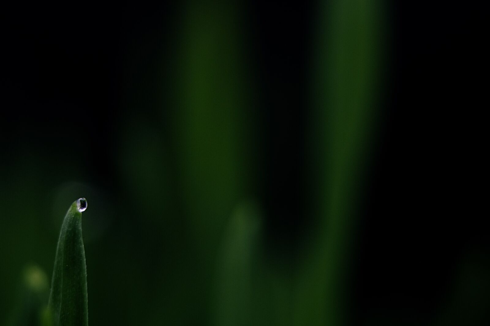 Canon EOS 750D (EOS Rebel T6i / EOS Kiss X8i) sample photo. Dew, grass, water photography