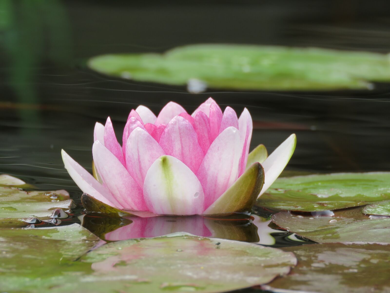 Canon PowerShot SX60 HS sample photo. Water lily, leaves, pond photography
