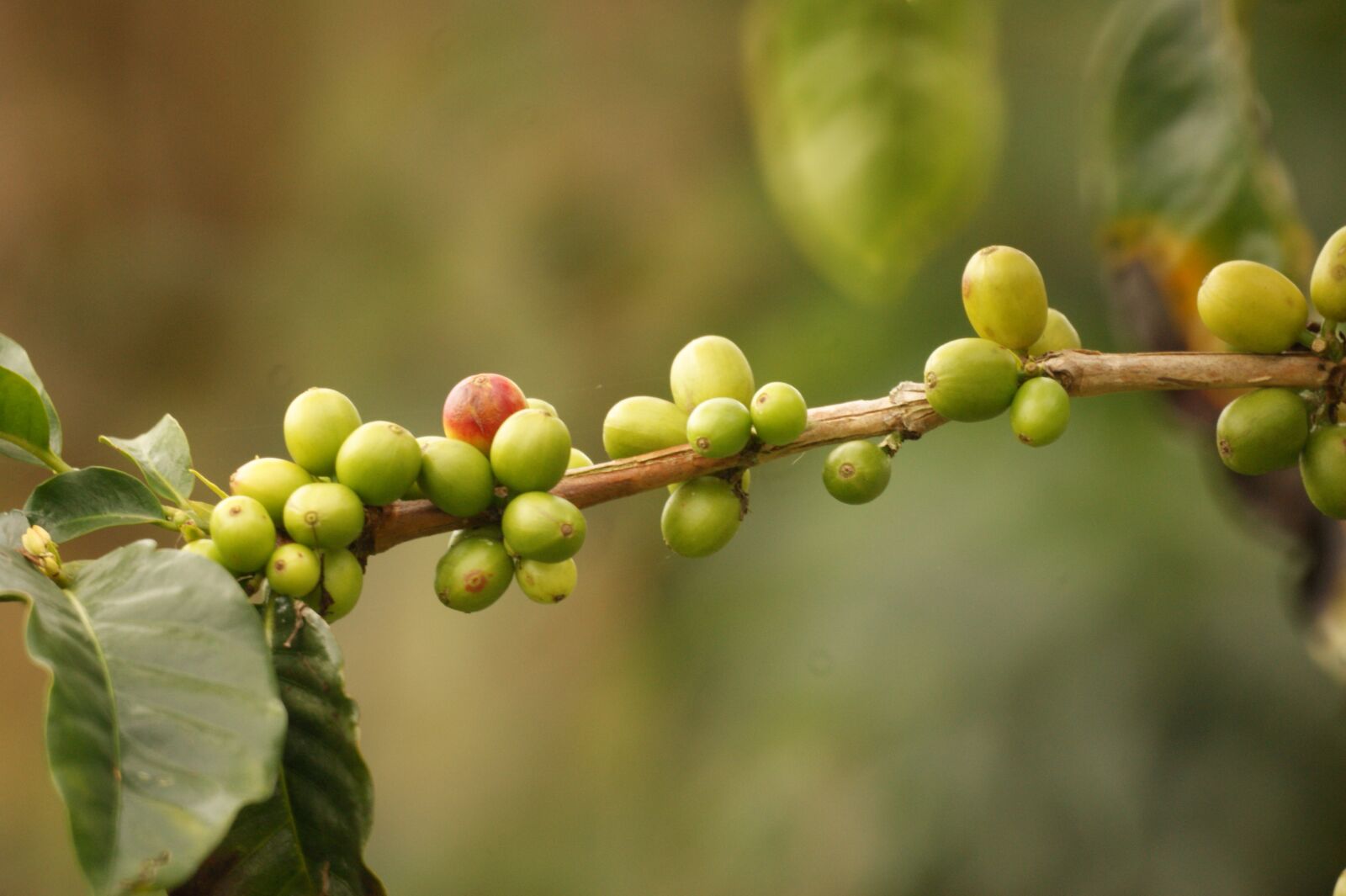 Sony Alpha DSLR-A390 sample photo. Landscape, coffee, colombia photography