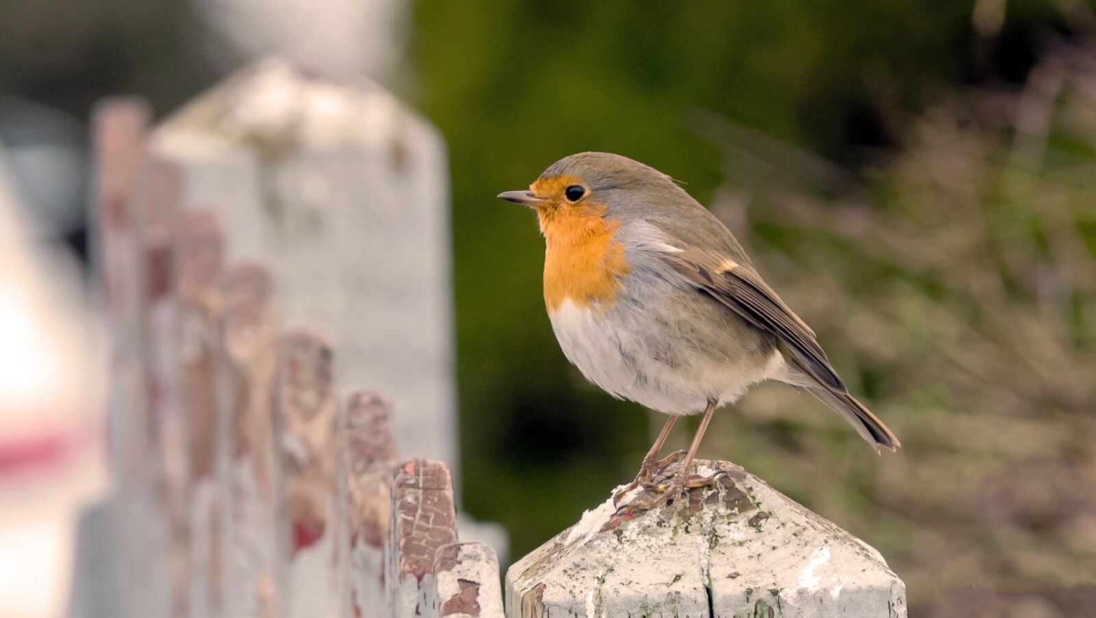 Nikon D750 sample photo. Natural, outdoor, birds photography