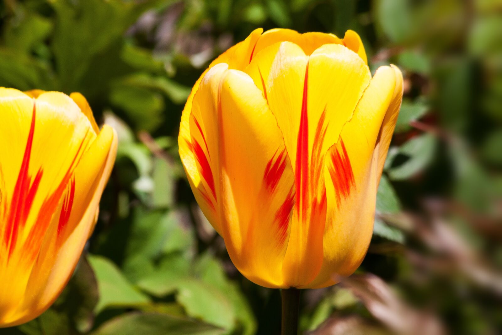 Canon EOS 50D sample photo. Tulip, spring flower, flower photography