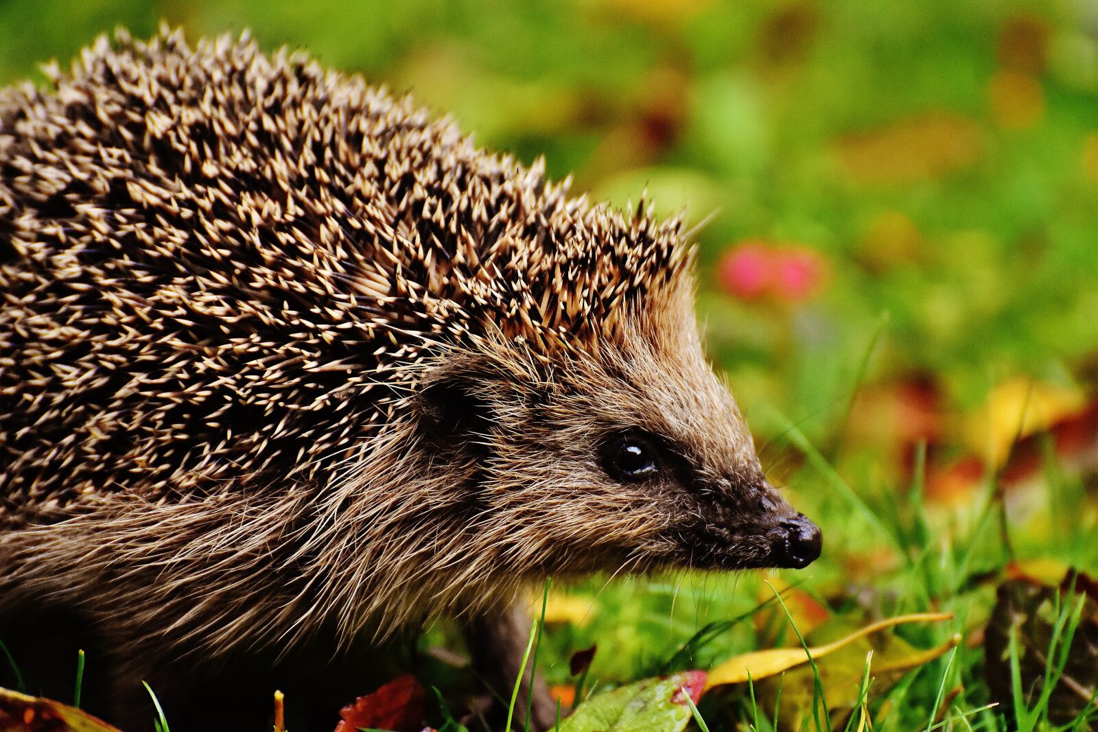 Nikon D7200 sample photo. Hedgehog child, young hedgehog photography