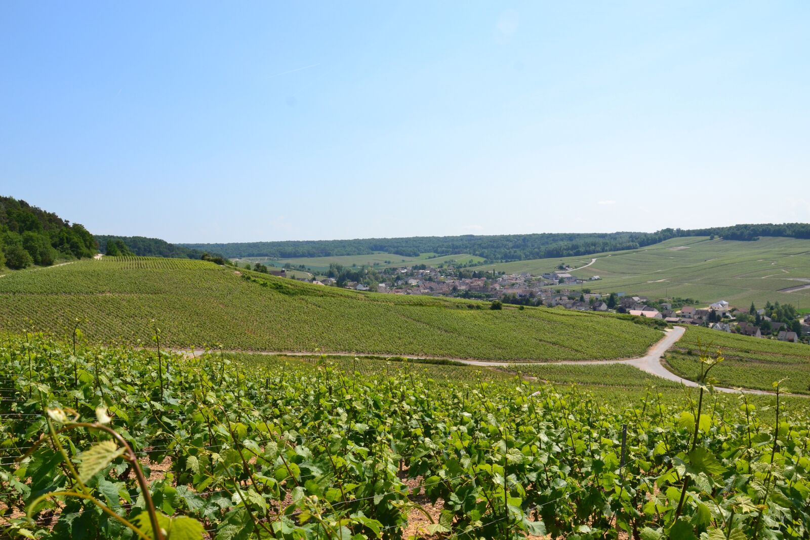 Nikon D3100 sample photo. Champagne, vine, wine photography