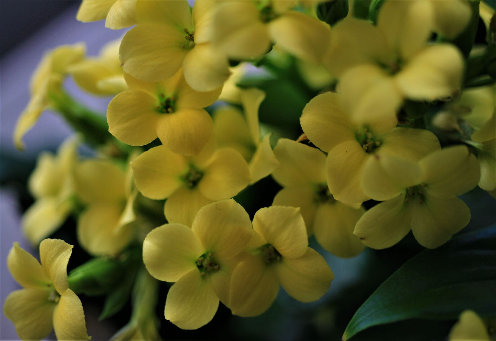 Canon EOS 7D sample photo. Flowers, yellow, houseplant photography