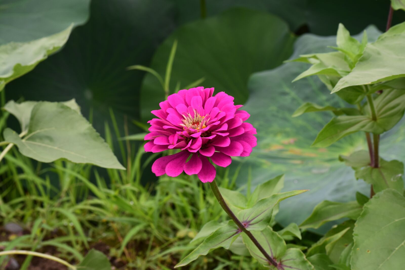 Nikon D5300 sample photo. Flower, wild flowers, petal photography