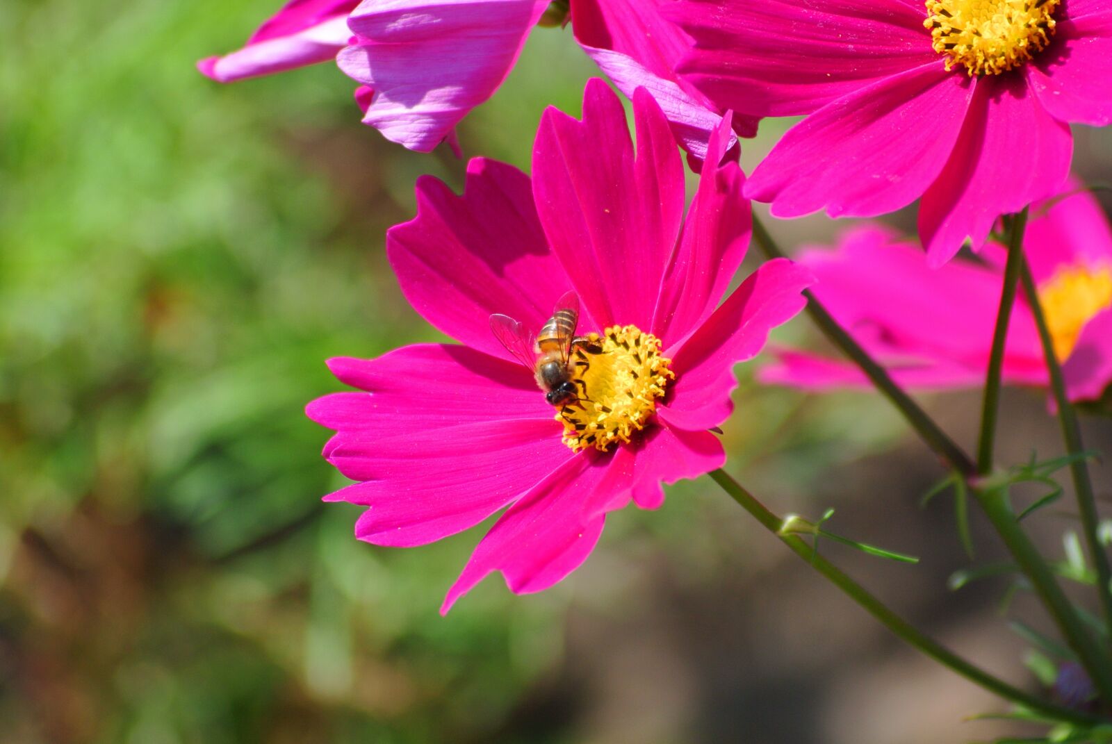 Nikon 1 V1 + VR 55-200mm f/4-5.6G sample photo. Bees, insects, macros photography