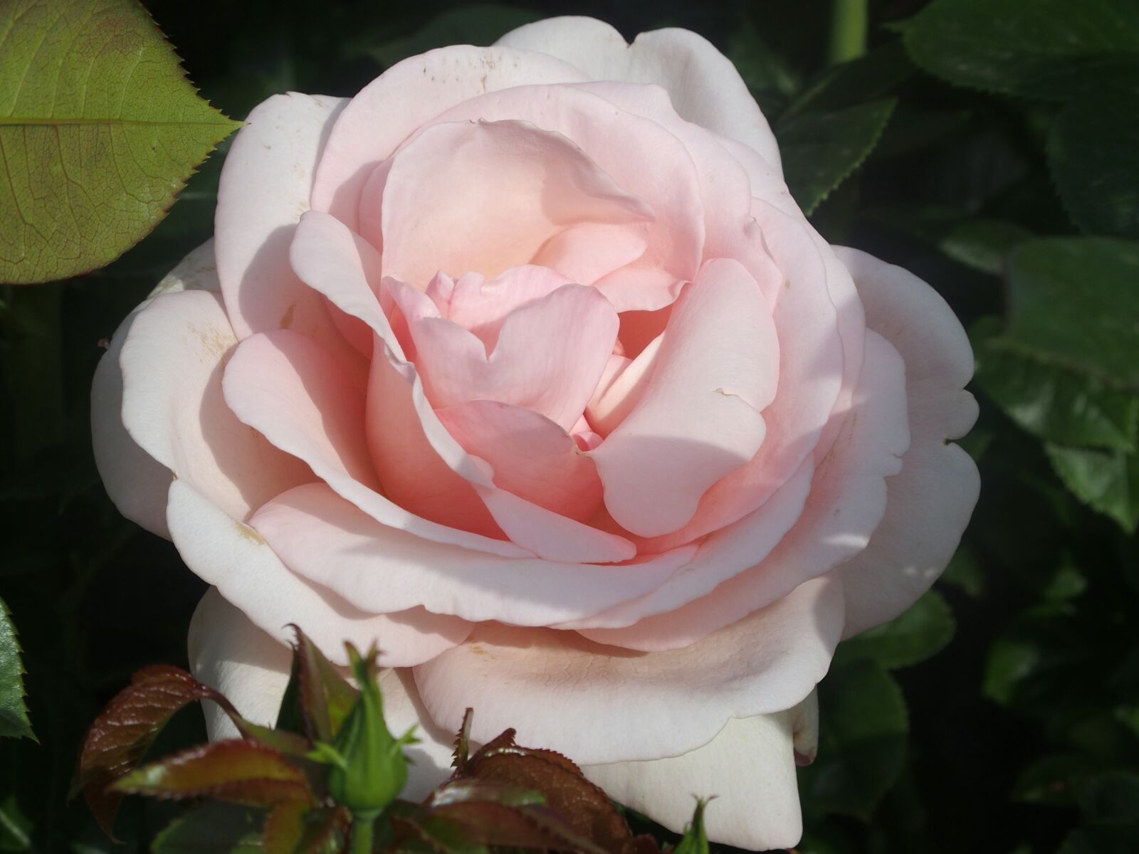 Olympus STYLUS1,1s sample photo. English rose, rosebush, open photography