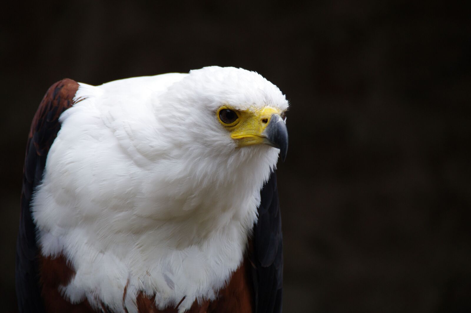 Pentax K-7 sample photo. Eagle, predator, bird photography