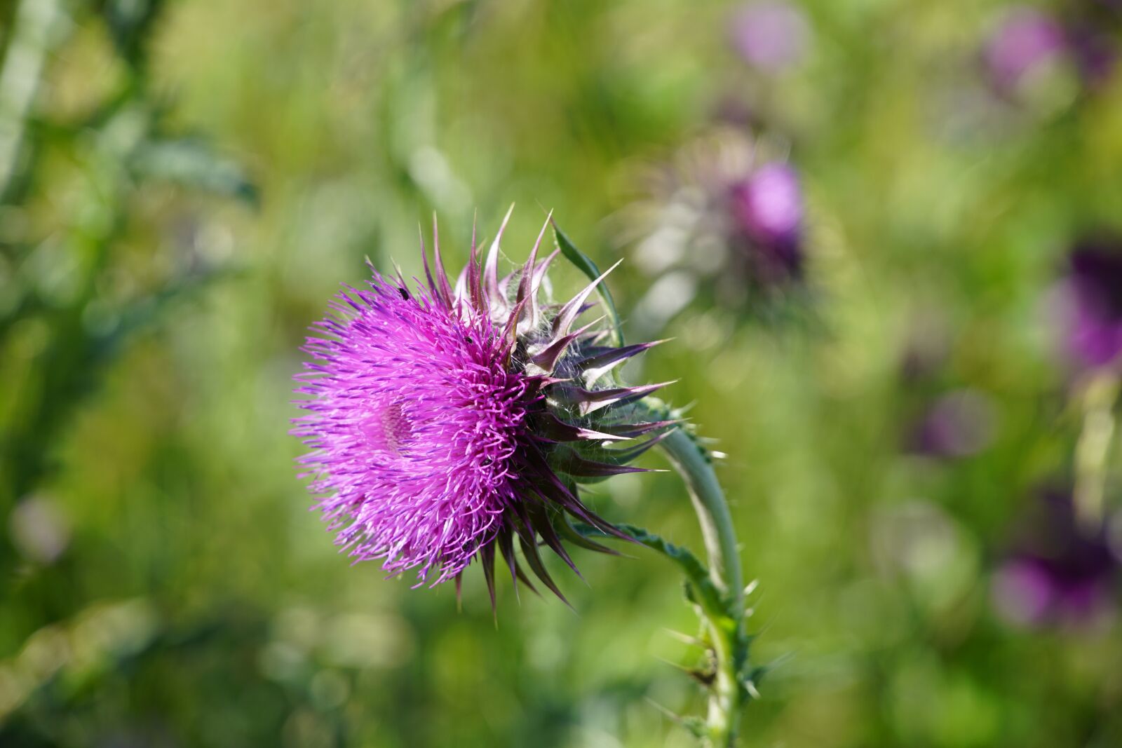 Sony a7R II sample photo. Thistle, meadow, wildflowers photography