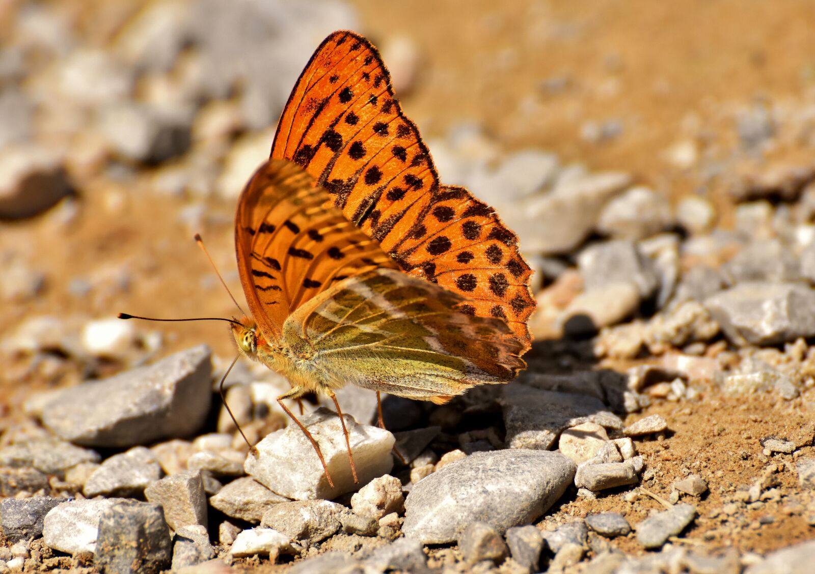 Nikon D7200 sample photo. Butterfly, insect, animal photography