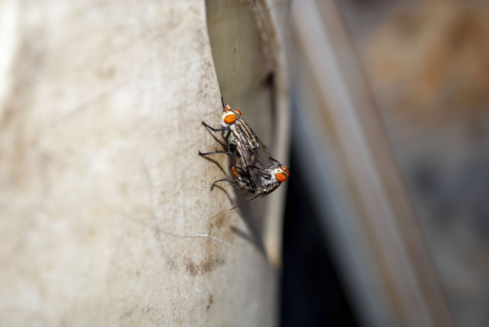 Nikon D3000 sample photo. Insects, flies, nature photography