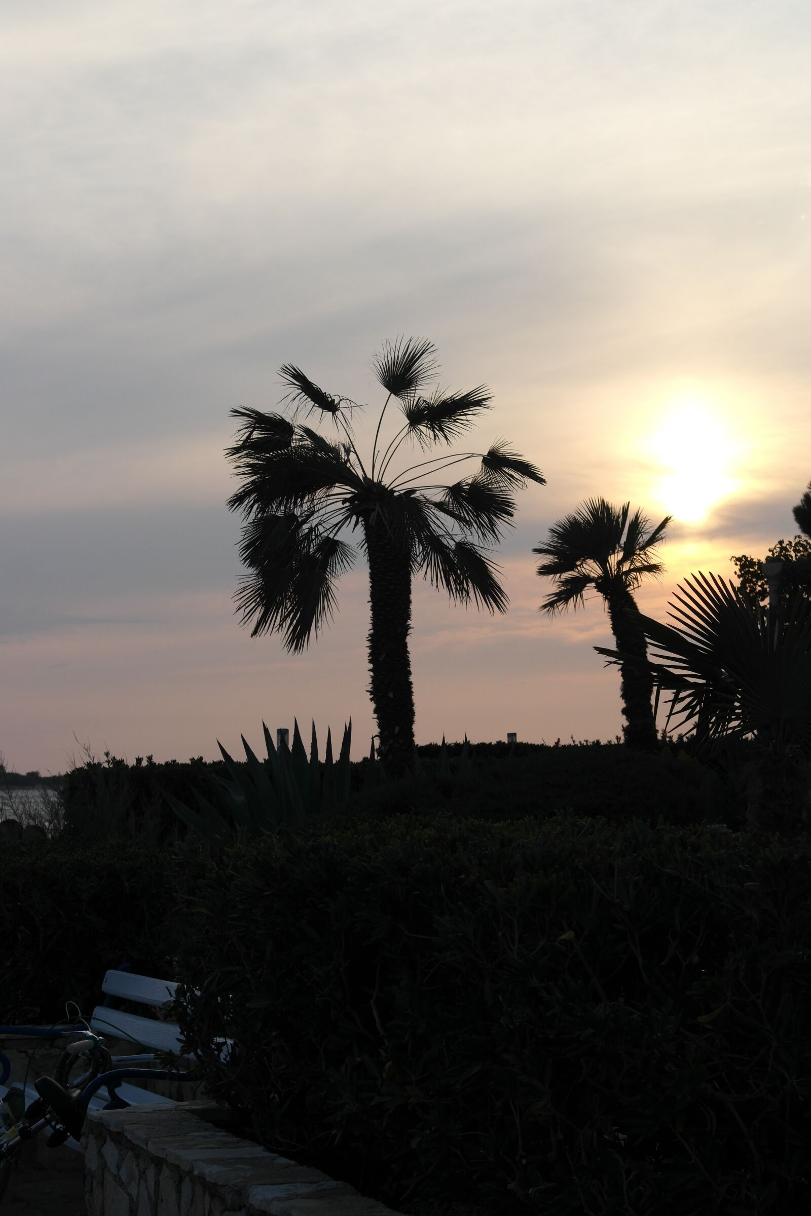 Samsung NX1000 sample photo. Sunset, trees, detail photography