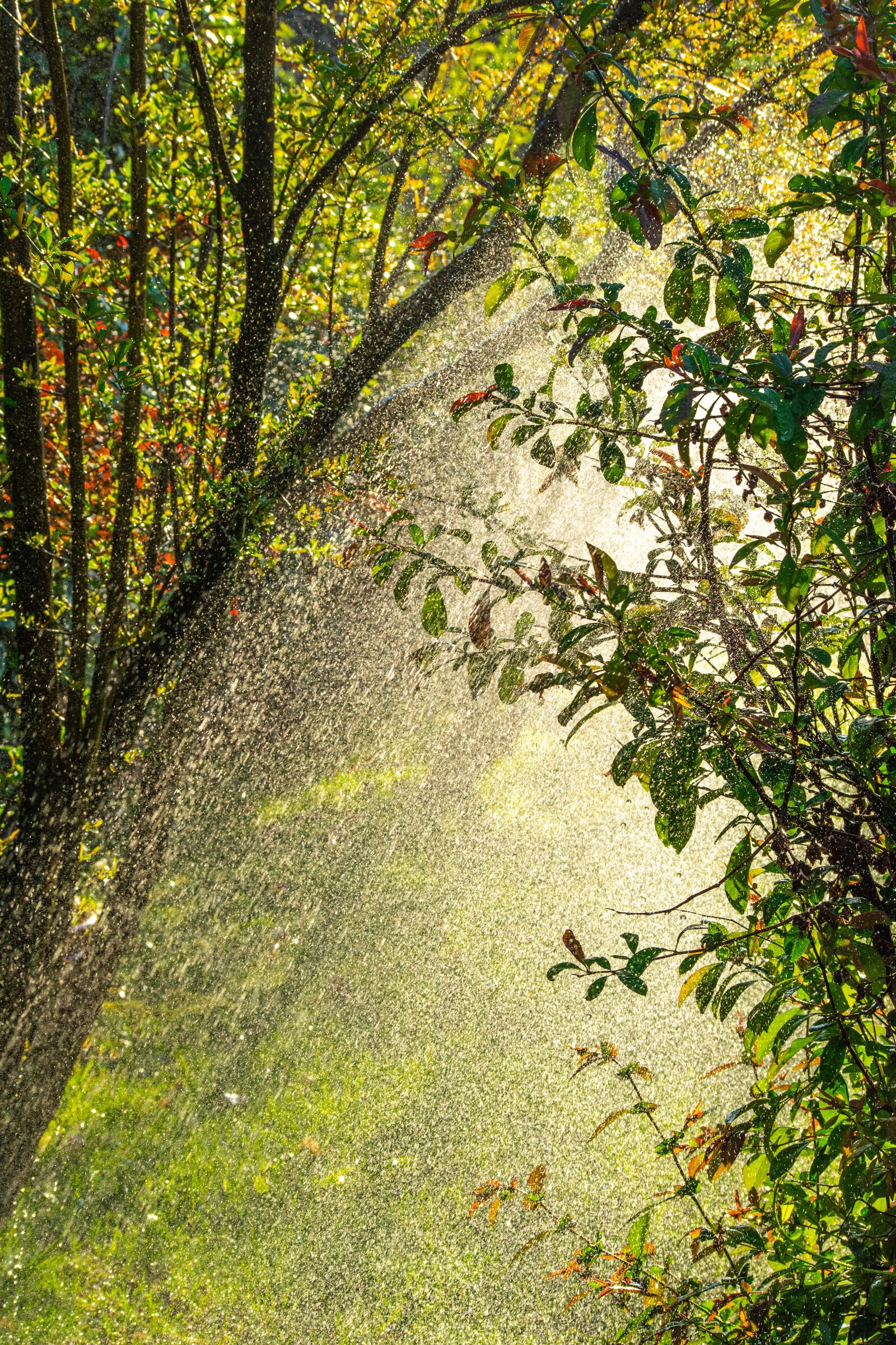 Nikon D5200 sample photo. Garden, green, nature photography